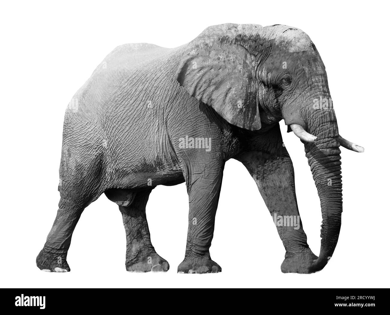 Ritratto in bianco e nero di un elefante africano su sfondo bianco. Animale selvatico. Foto Stock