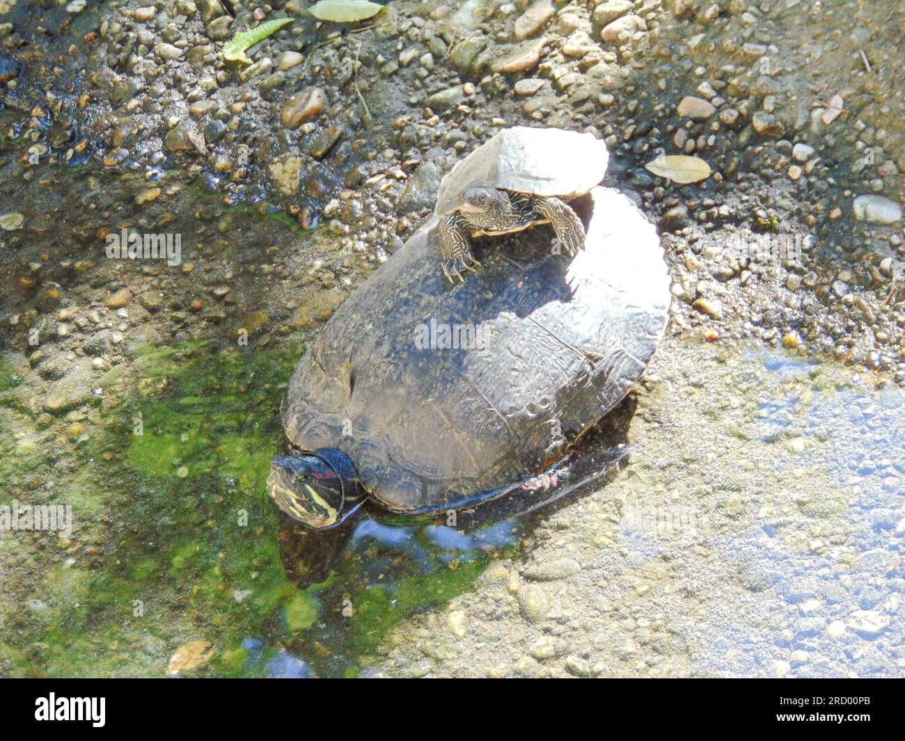 Una piccola tartaruga si trova sul guscio di una tartaruga più grande Foto Stock