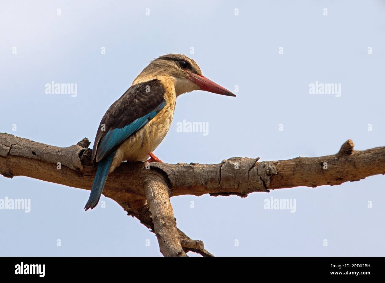 Marrone-incappucciati Kingfisher Foto Stock