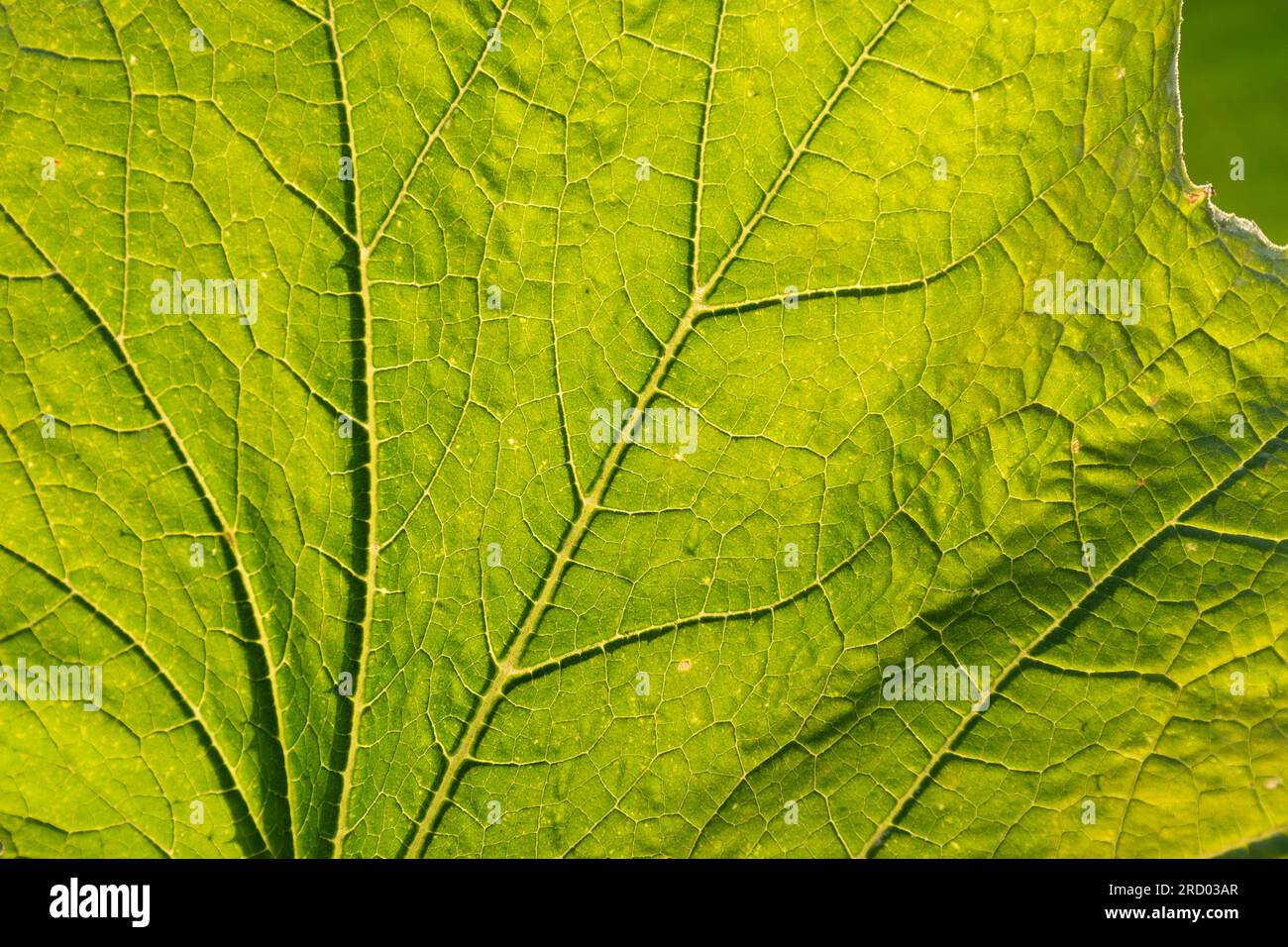 Struttura del foglio Foto Stock