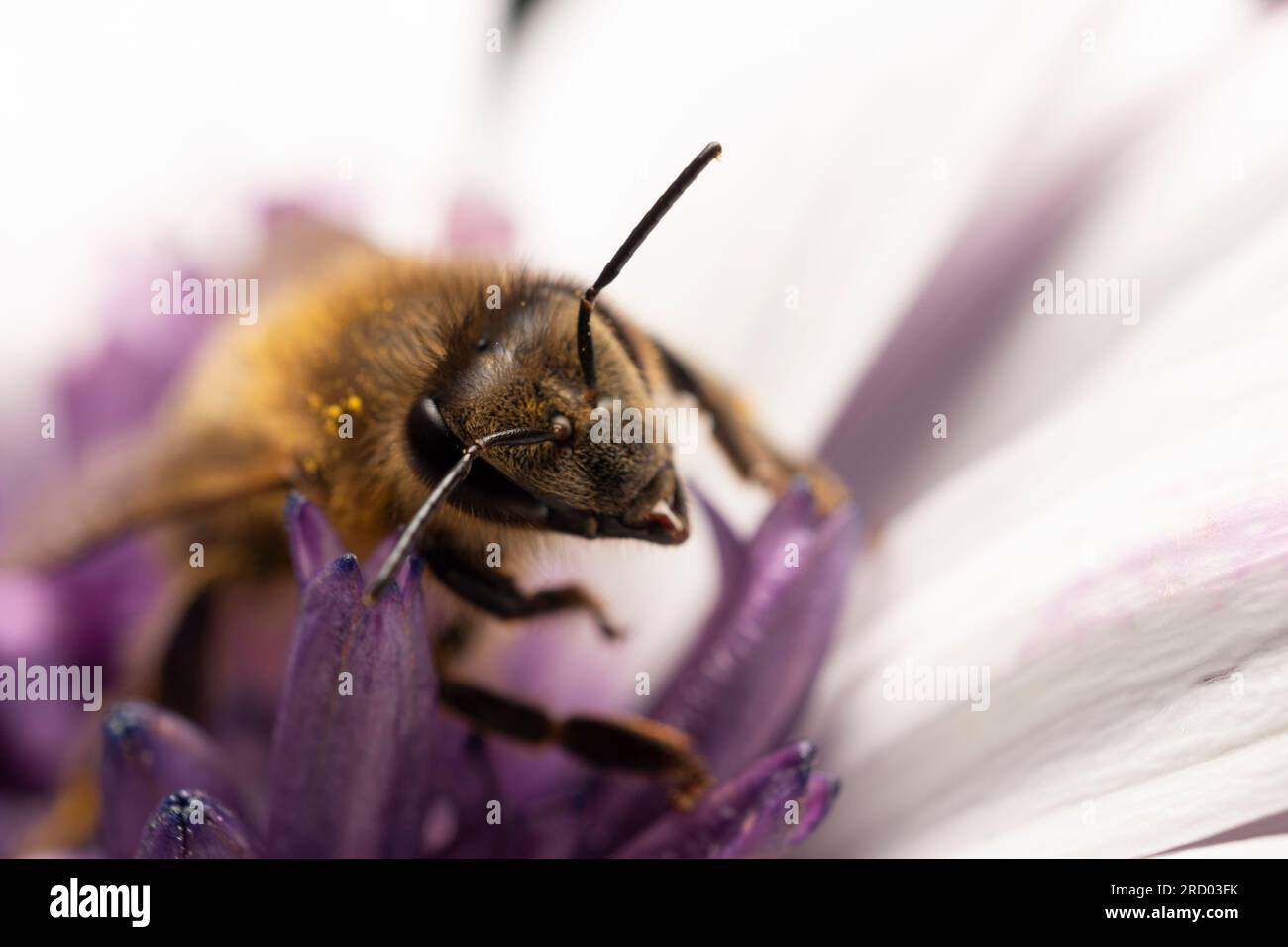 Ape su un fiore Foto Stock
