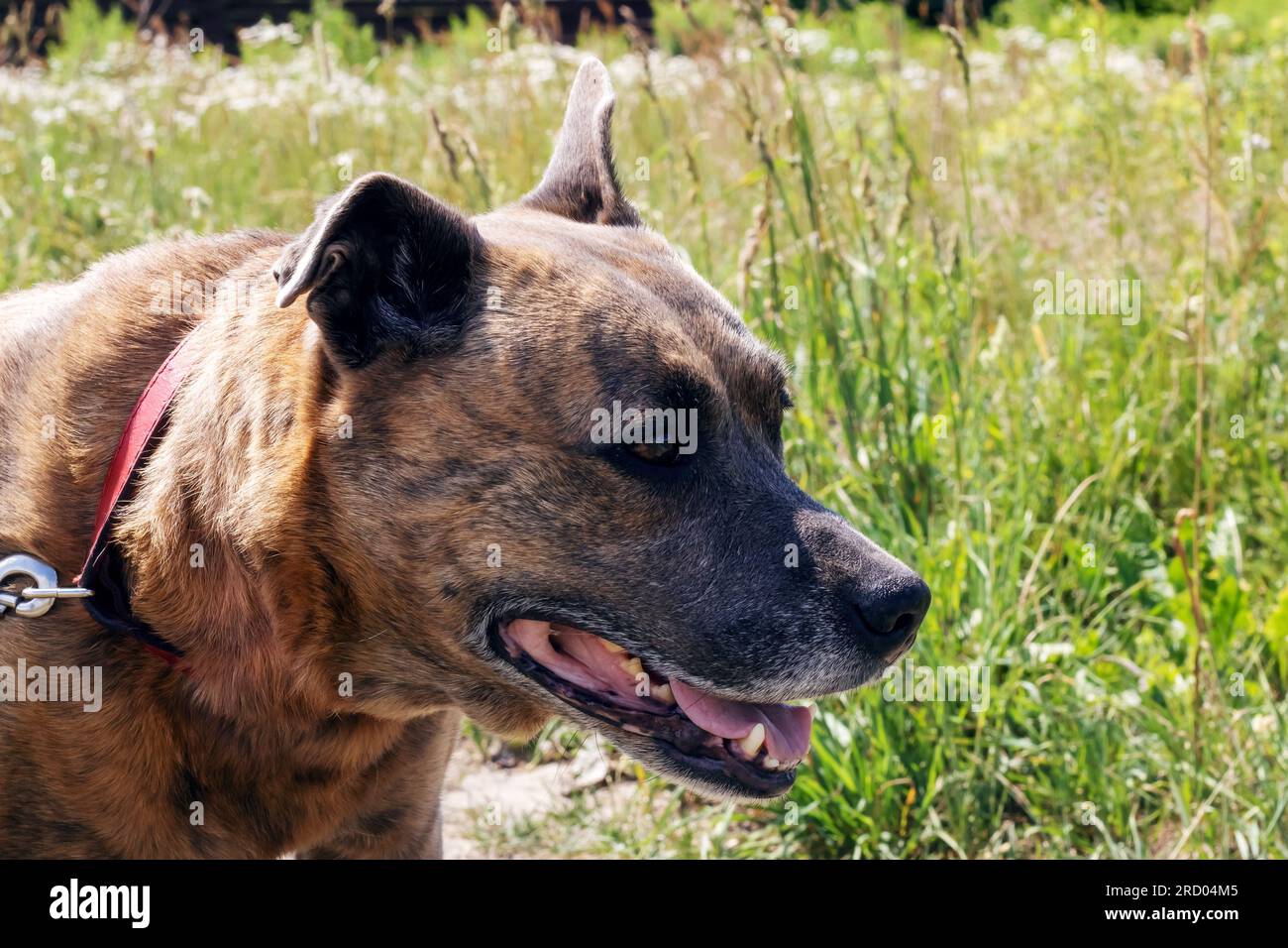Staffordshire Terrier nel campo, ritratto ravvicinato Foto Stock