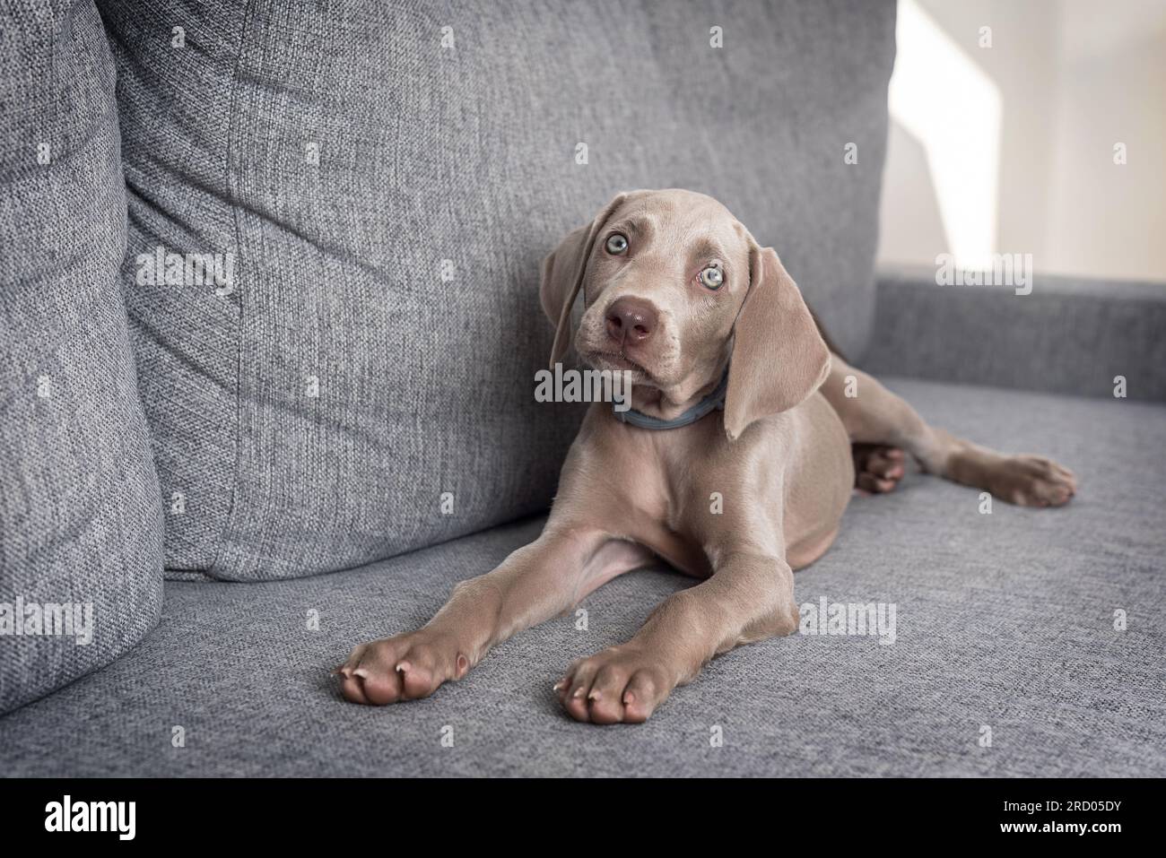Cucciolo di cane Weimaraner sdraiato sul divano guardando la macchina fotografica. Razza di cane dai capelli corti grigia. Cura degli animali domestici Foto Stock