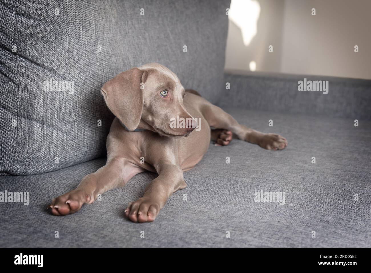 Il cucciolo di cane Weimaraner si rilassava e disteso su un divano. Razza di cane dai capelli corti grigia con occhi blu. Cura degli animali domestici Foto Stock