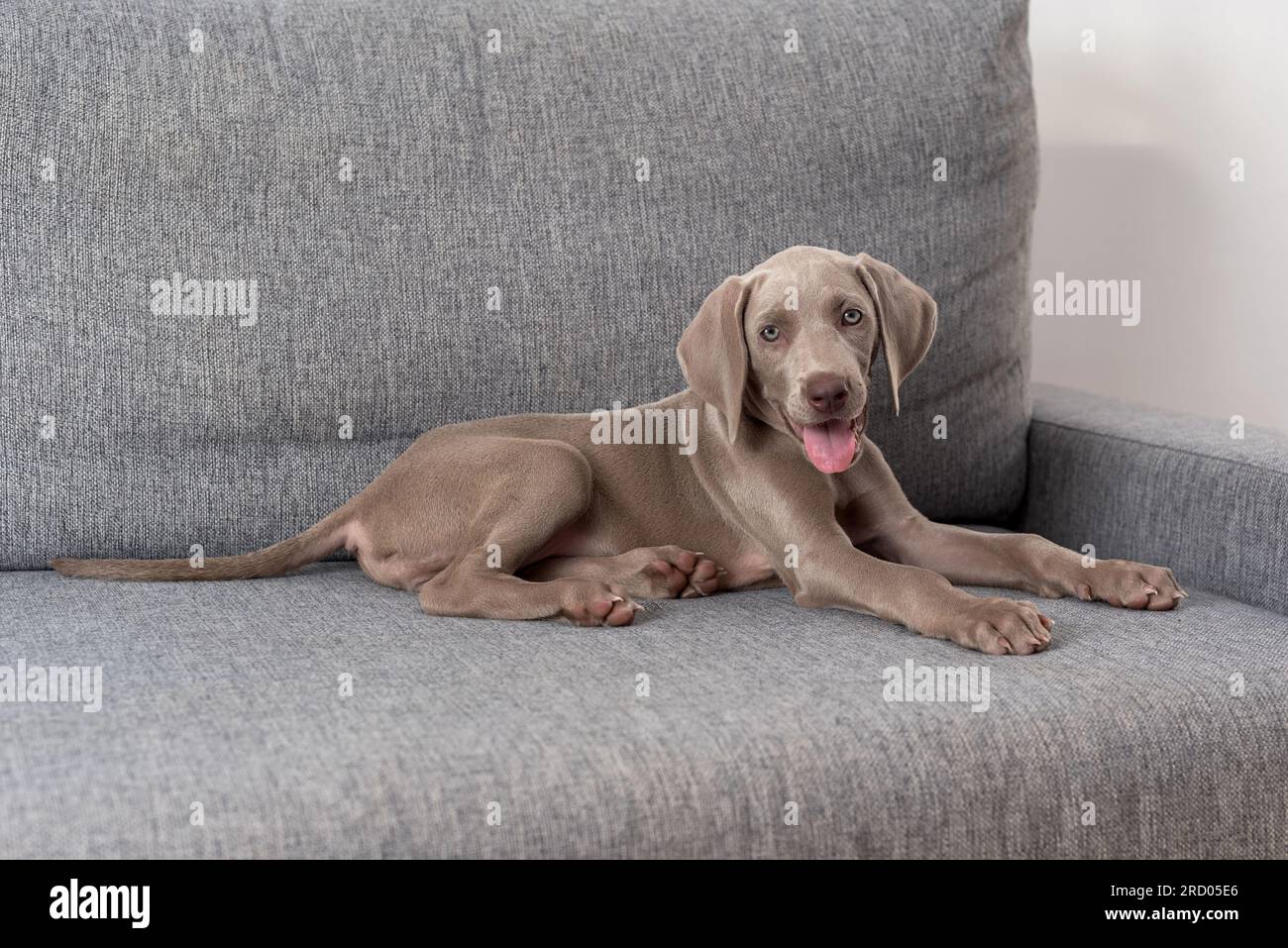 Cucciolo di cane Weimaraner sdraiato sul divano con la lingua fuori. Razza di cane dai capelli corti grigia con occhi blu. Benessere degli animali domestici Foto Stock
