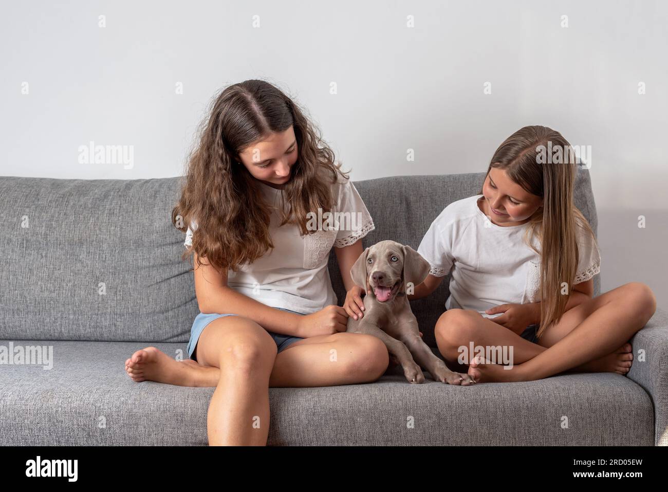 Ragazze sedute su un divano che accarezzano il loro cucciolo weimaraner. Amore per gli animali. I cani aiutano i bambini a crescere e svilupparsi. Razze di cani. Foto Stock