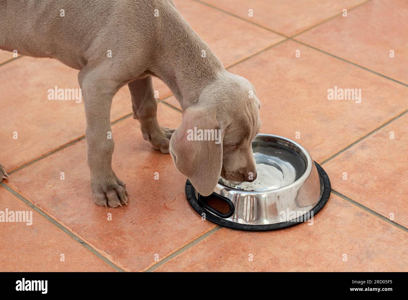 Il cucciolo di Weimaraner beve acqua dalla sua ciotola. Importante idratazione in cani e cuccioli in estate. Cane assetato Foto Stock