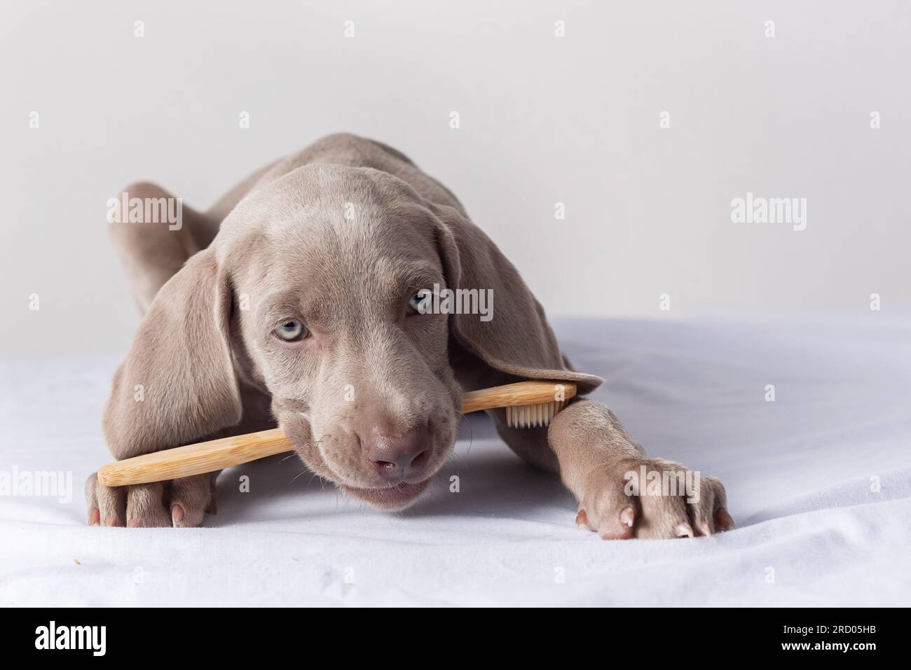 Cucciolo Weimaraner con uno spazzolino in bocca. Igiene orale nei cani. Cura e protezione degli animali domestici. Un cane che implora di farsi lavare i denti Foto Stock