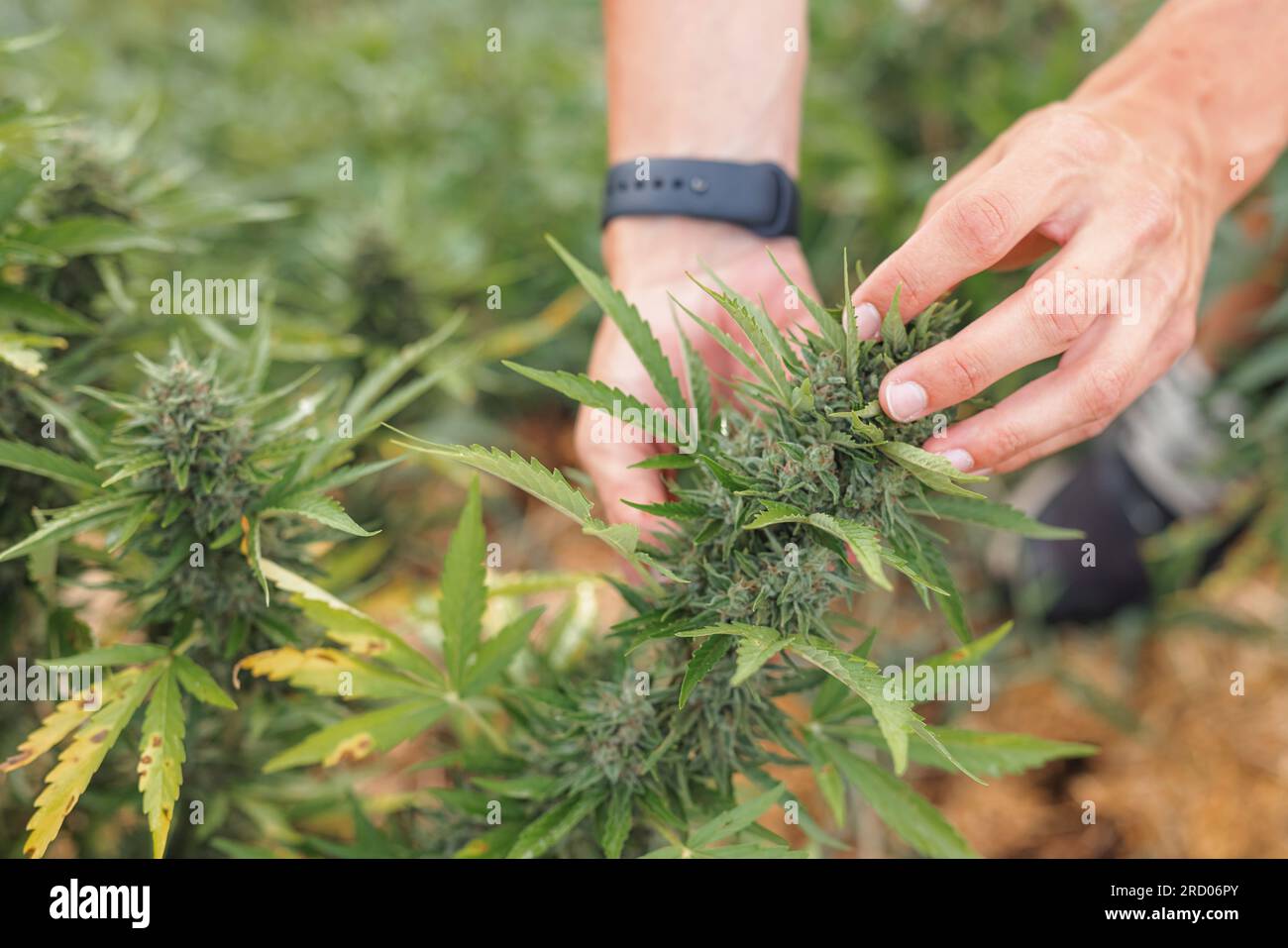 Mani maschili che toccano foglie di piante di marijuana nella piantagione all'aperto, controllano fiori e gemme sul raccolto, primo piano. Foto Stock