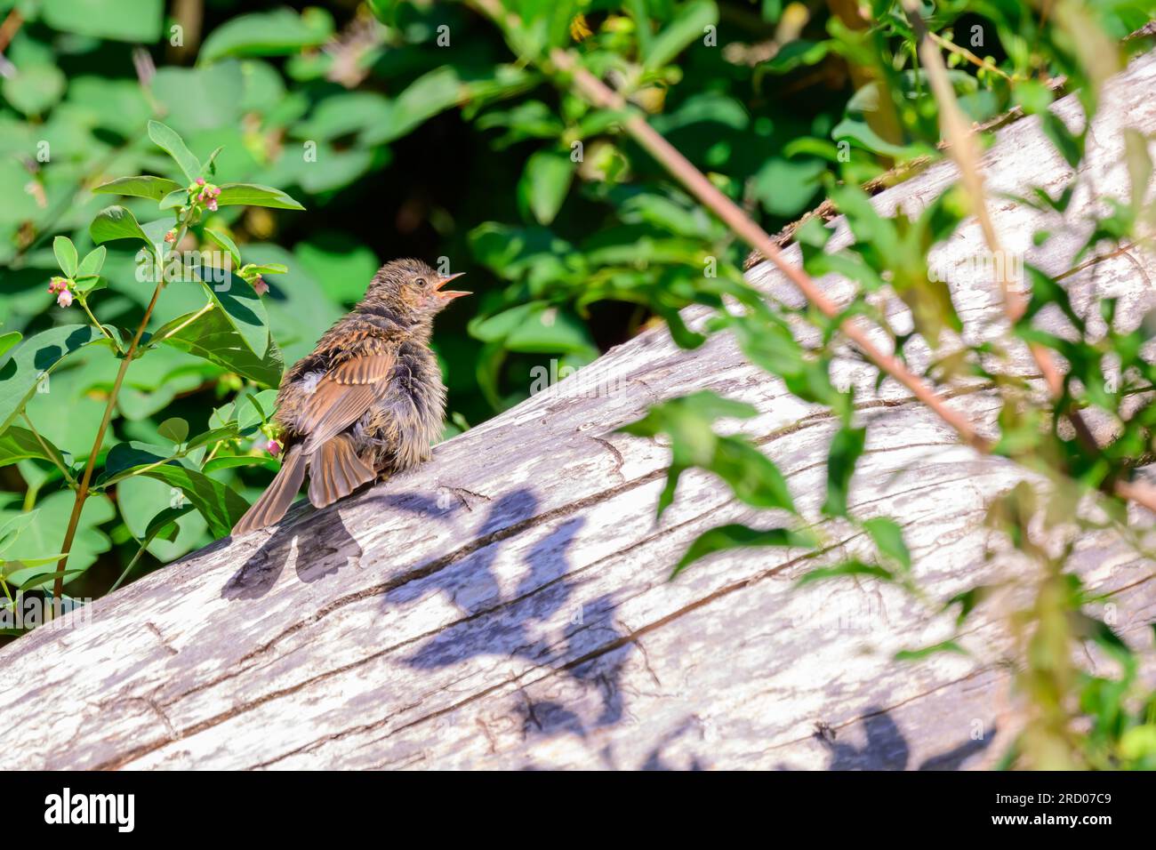 Dunnock, Prunella modularis, prendere il sole su un tronco morto. Foto Stock