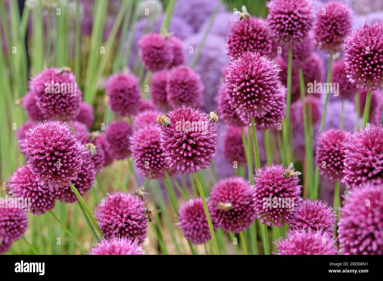 Allium Sphaerocephalon viola in fiore Foto Stock