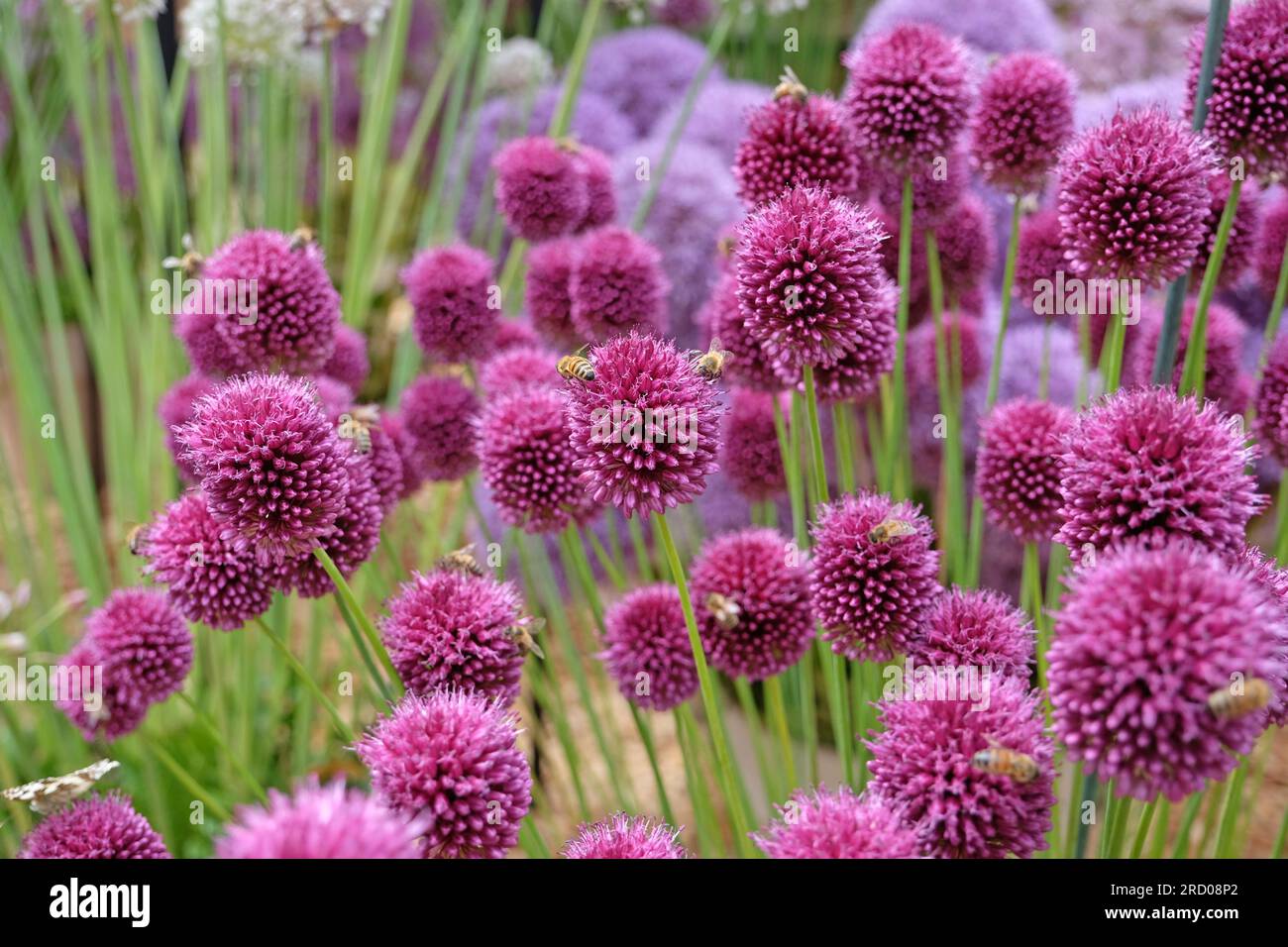 Allium Sphaerocephalon viola in fiore Foto Stock