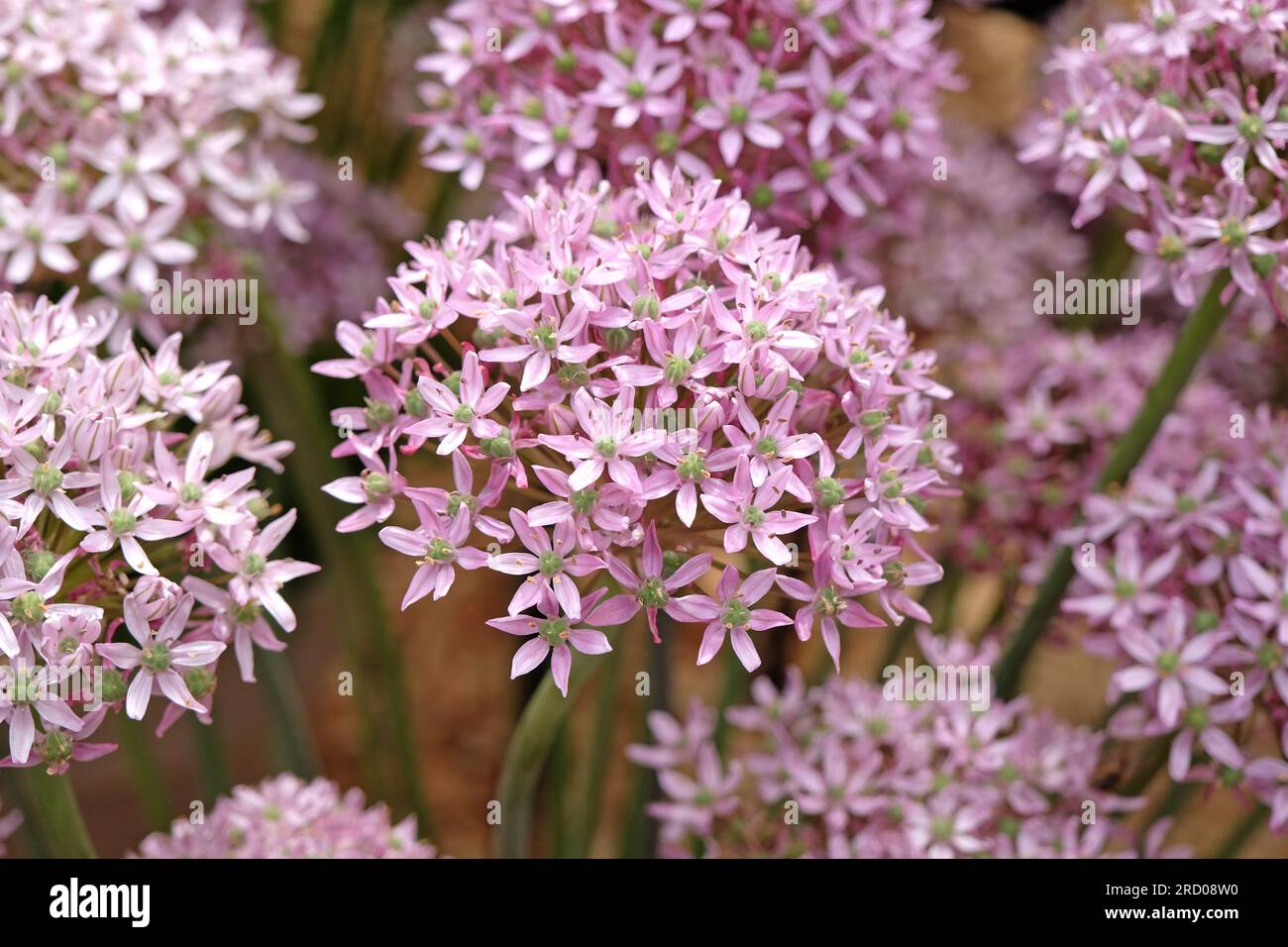 Allium "Pink Jewel" in fiore. Foto Stock