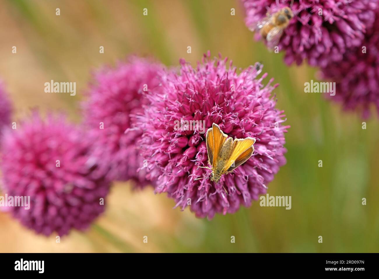Una piccola farfalla skipper su uno sfinofaerocefalo viola in fiore Foto Stock