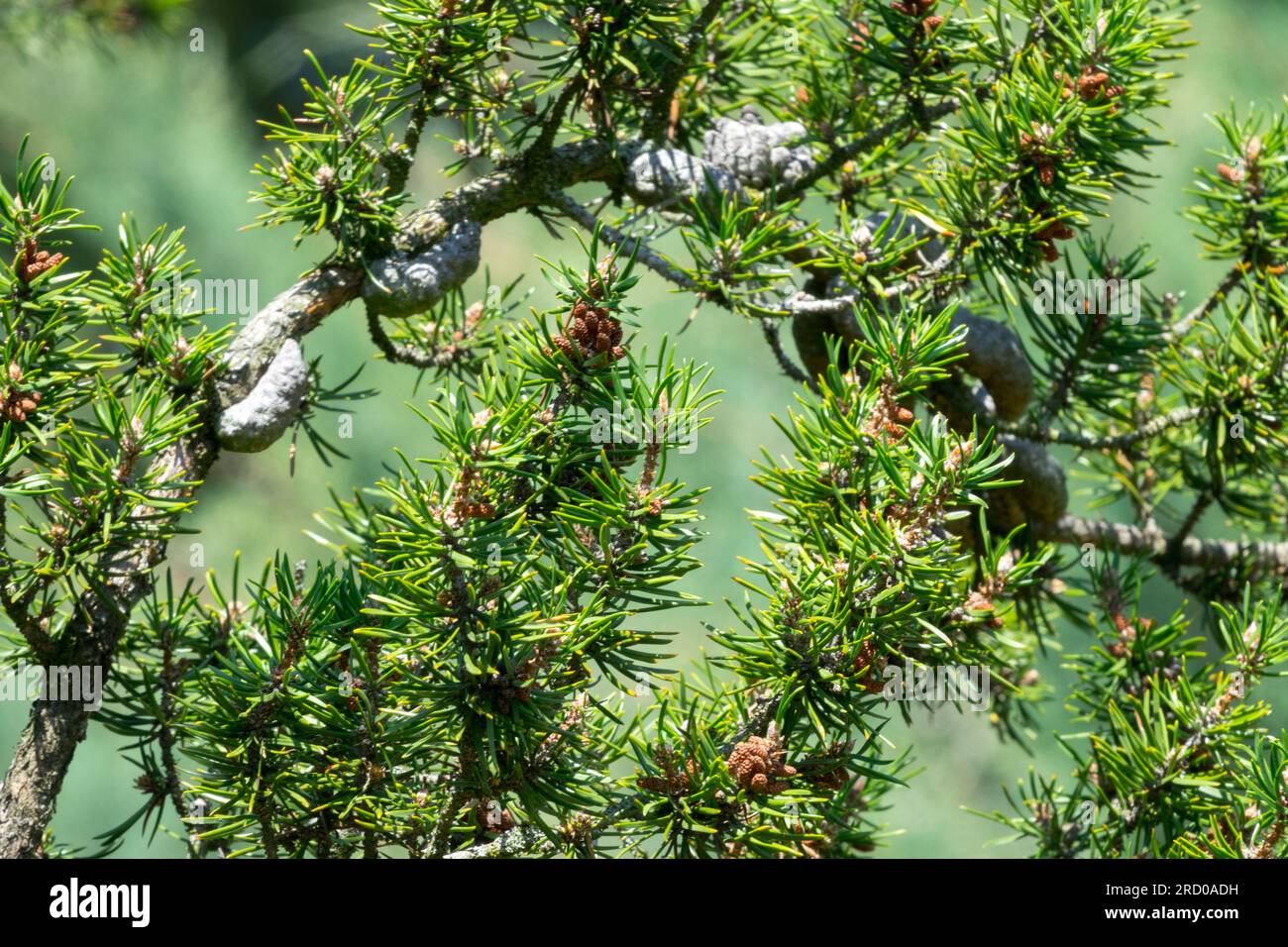 Pinus banksiana, Jack Pine, Tree, Branch Foto Stock