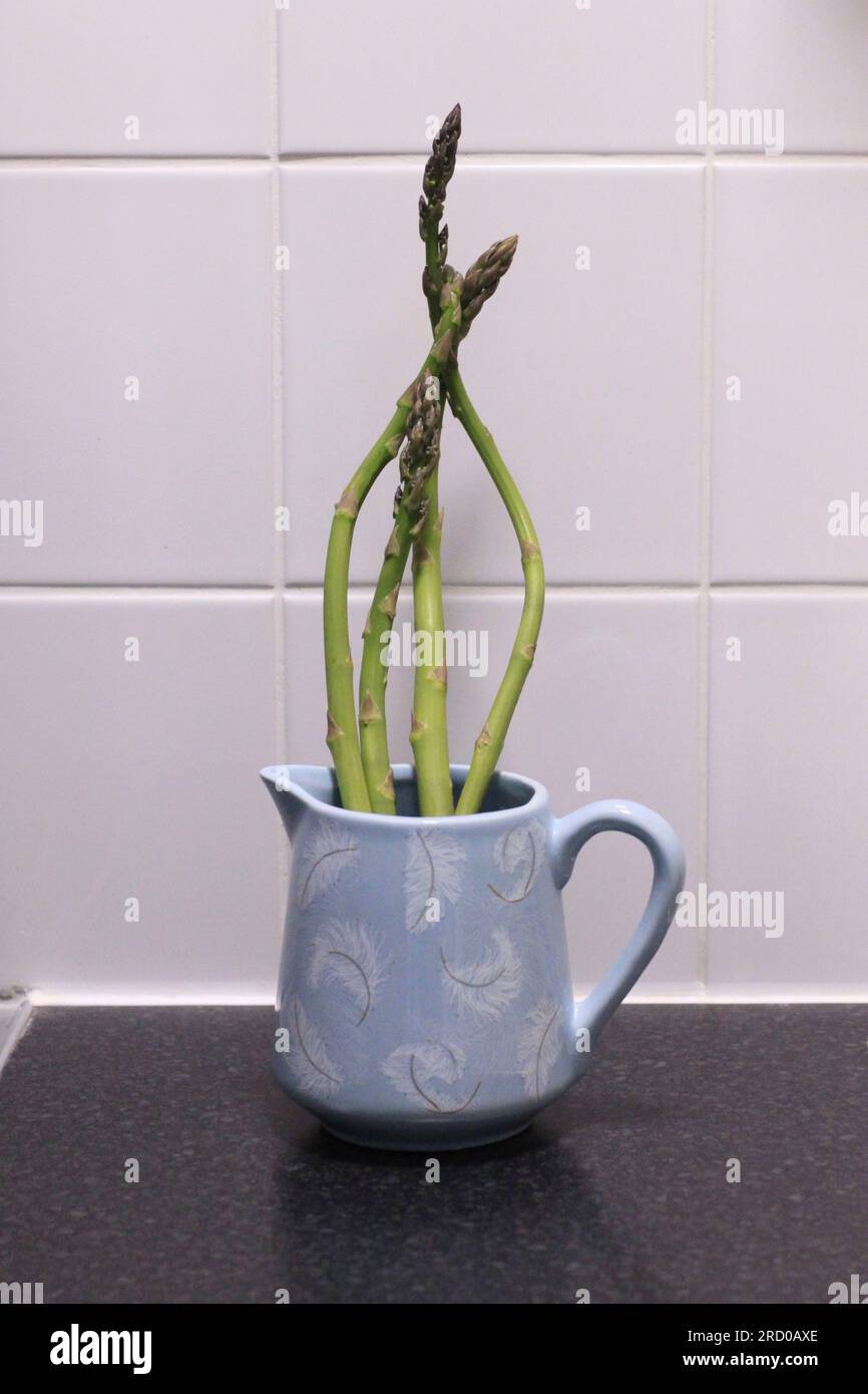 Lancia asparagi appena prelevati in brocca blu di acqua fredda sulla superficie di lavoro della cucina Foto Stock