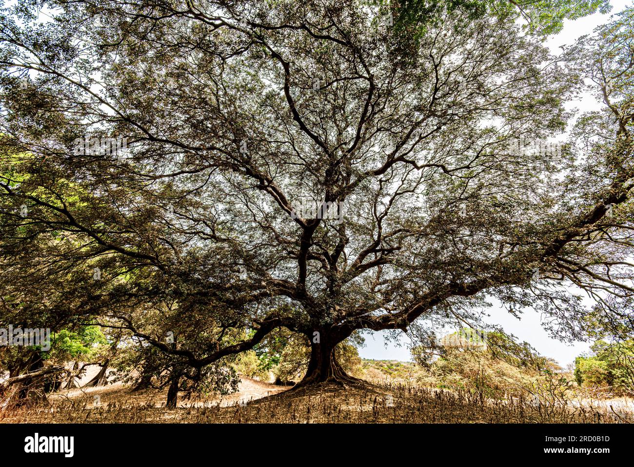 AFRICA, TUNISIA, NABEUL Foto Stock