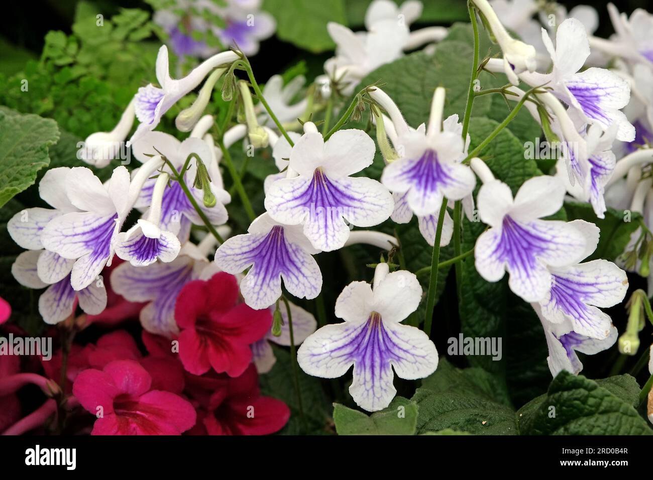 Streptocarpus, Cape primrose, Crystal Ice, in fiore. Foto Stock