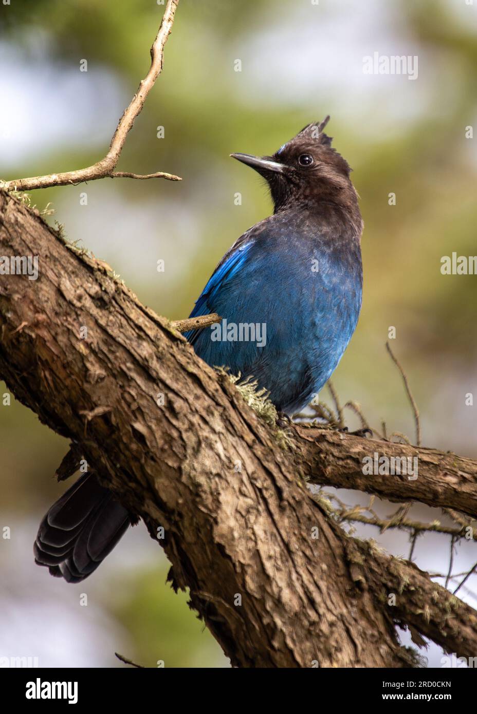 Steller's Jay, originario del Nord America occidentale, è un uccello suggestivo noto per il suo piumaggio blu profondo e la caratteristica cresta nera. Questo captu fotografico stock Foto Stock