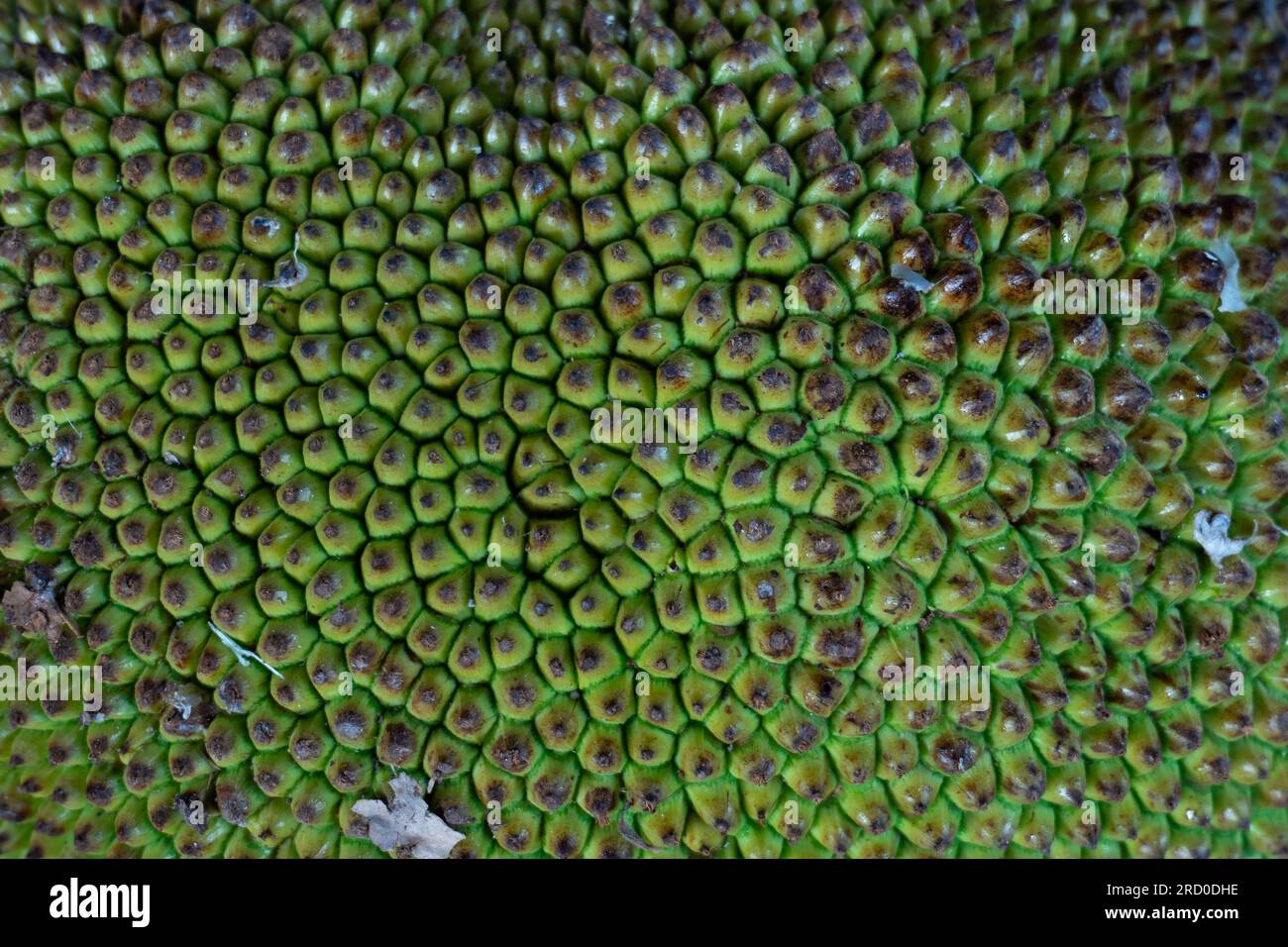 Jackfruit (Artocarpus heterophyllus) una specie di albero della famiglia di fichi, gelso e frutti di bosco (Moraceae) texture in Close Up Shot Foto Stock