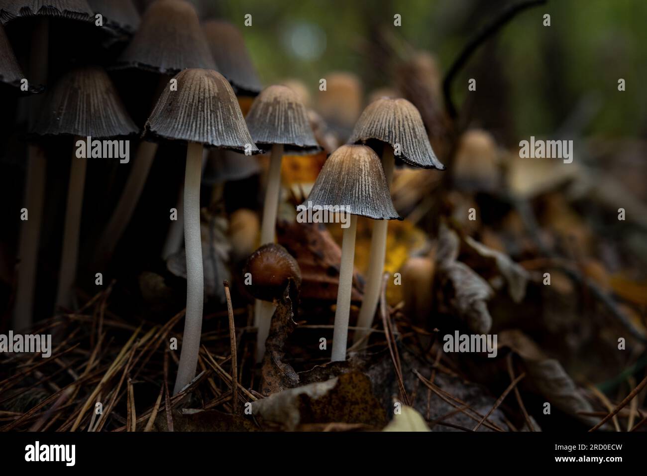 piccolo gruppo di funghi nella foresta, foto scattata in primo piano Foto Stock