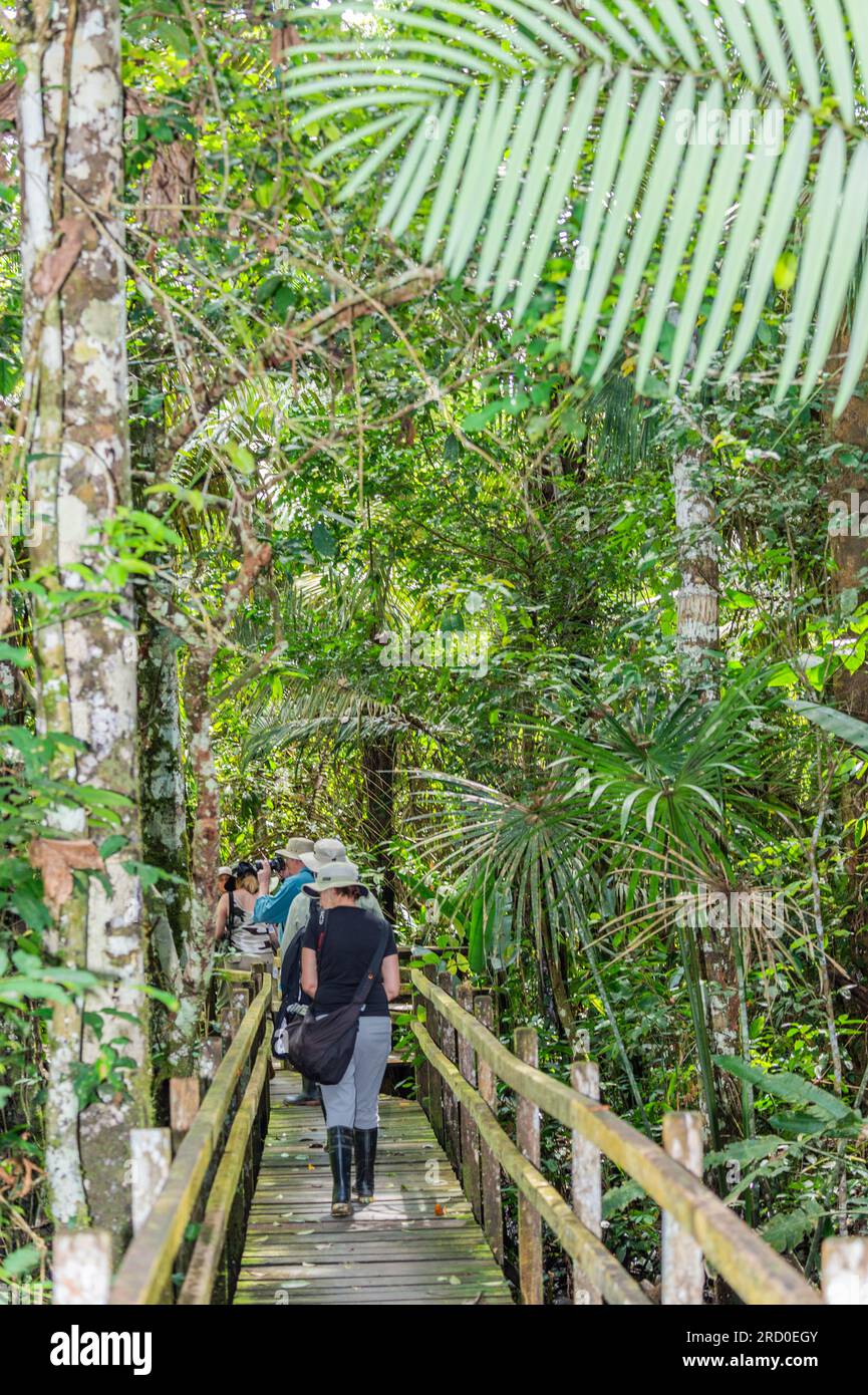 Passeggiata nella foresta pluviale nella regione madre de Dios, Perù. Foto Stock