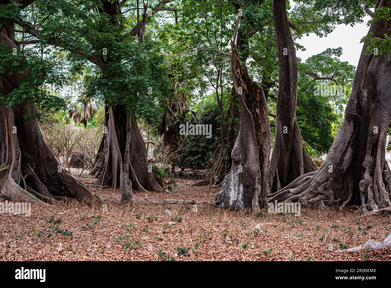 AFRICA, TUNISIA, NABEUL Foto Stock