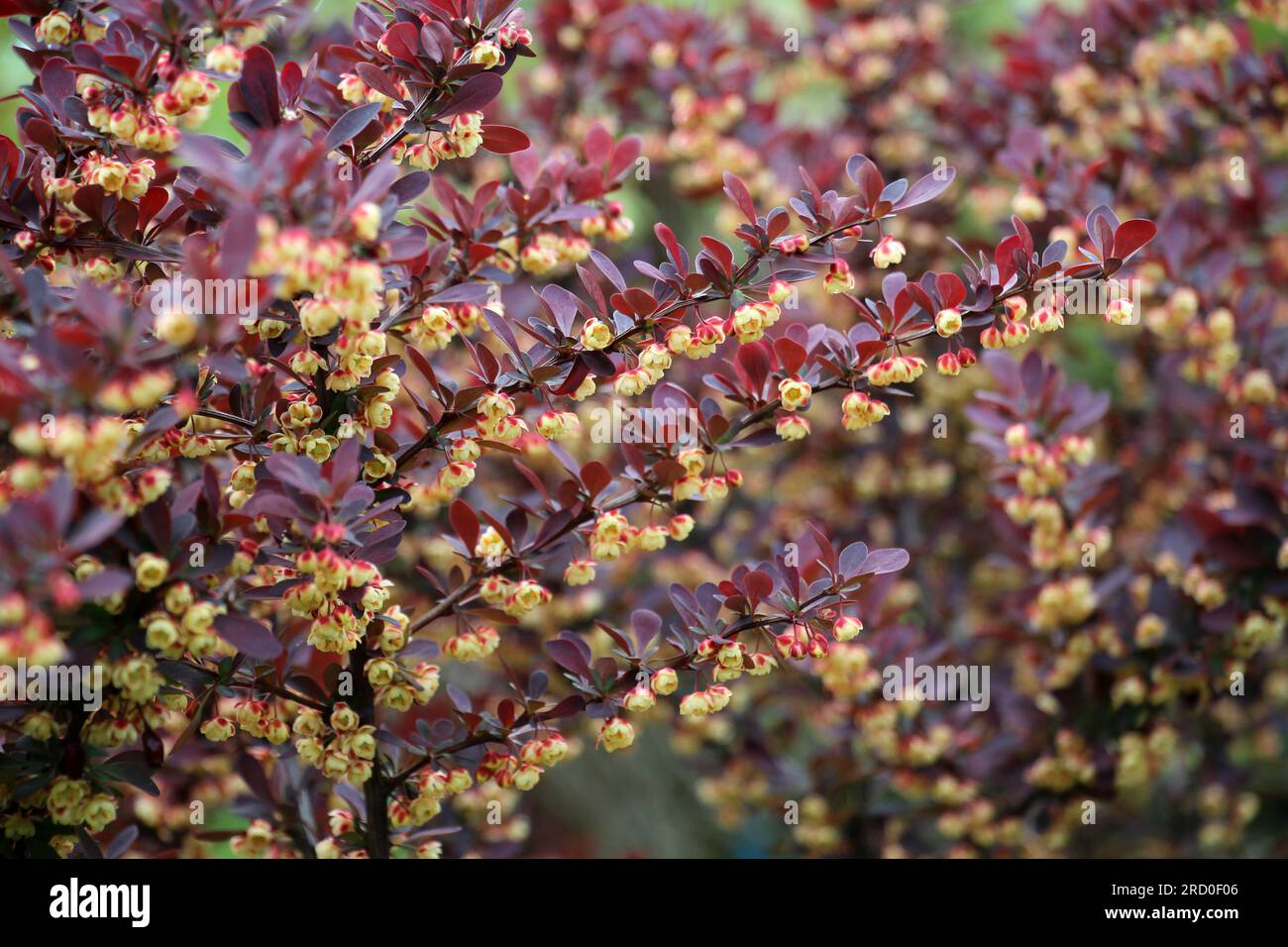 Il barberry di Thunberg (Berberis thunbergii) cresce in giardino in primavera Foto Stock