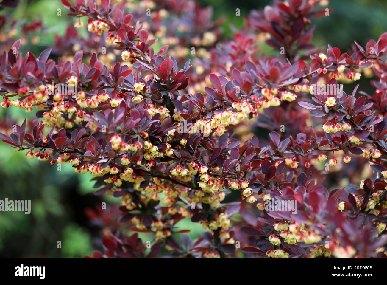 Il barberry di Thunberg (Berberis thunbergii) cresce in giardino in primavera Foto Stock