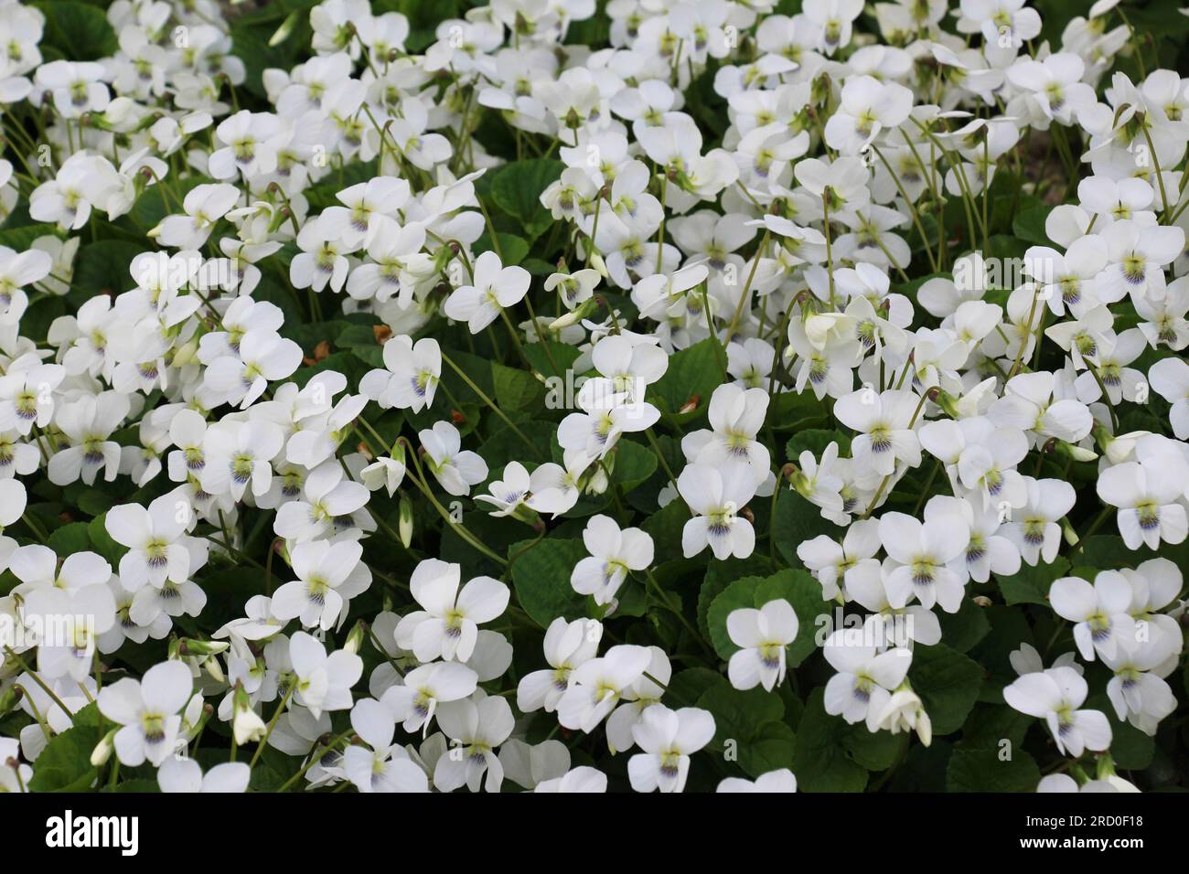 In primavera fioriscono violette bianche sul letto dei fiori Foto Stock