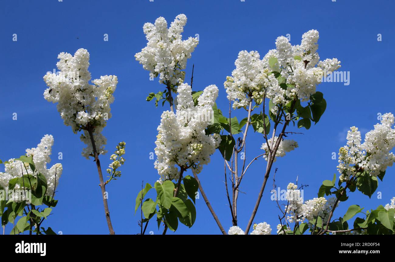 A maggio, il lilla fiorisce nel giardino Foto Stock