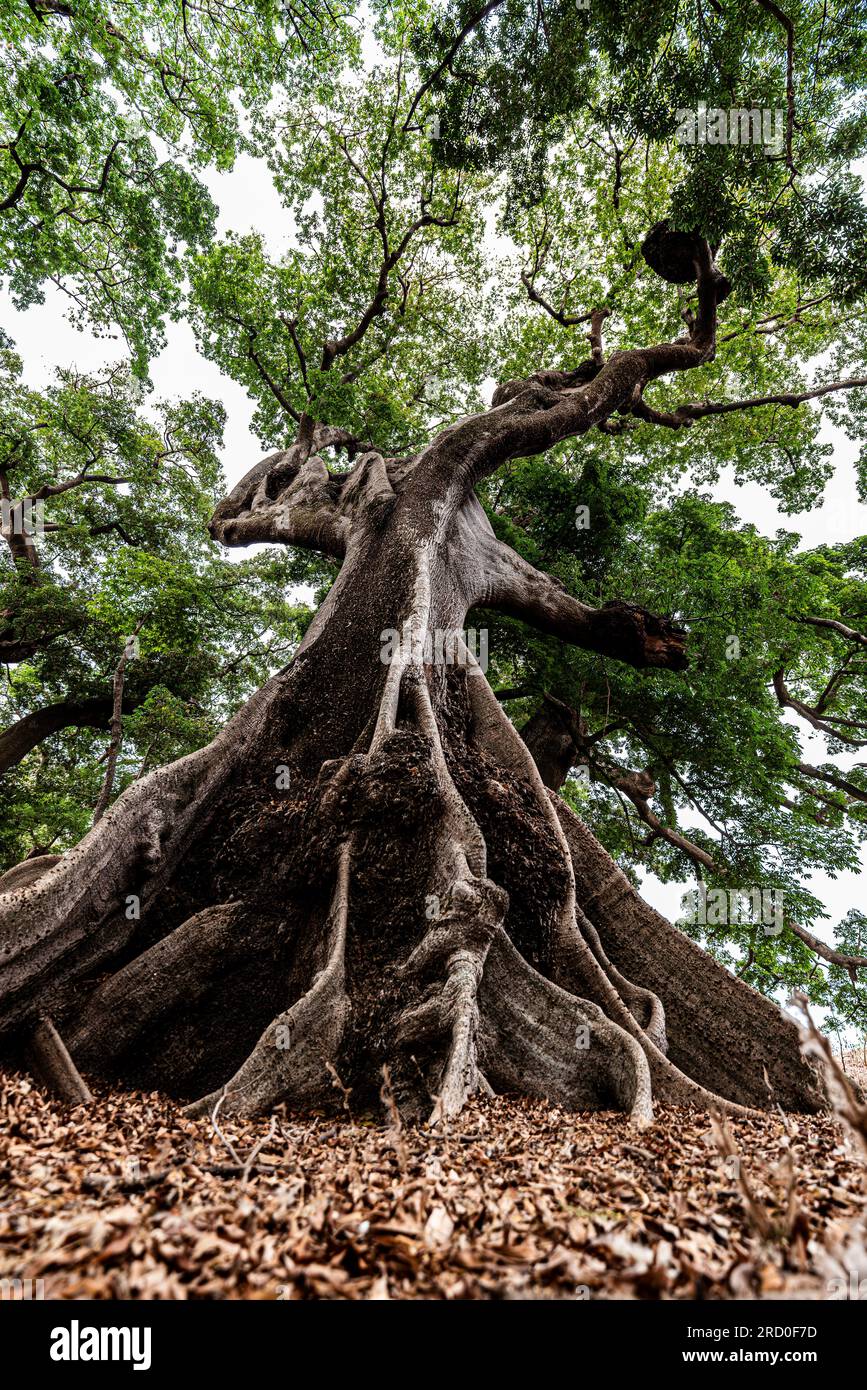 AFRICA, TUNISIA, NABEUL Foto Stock