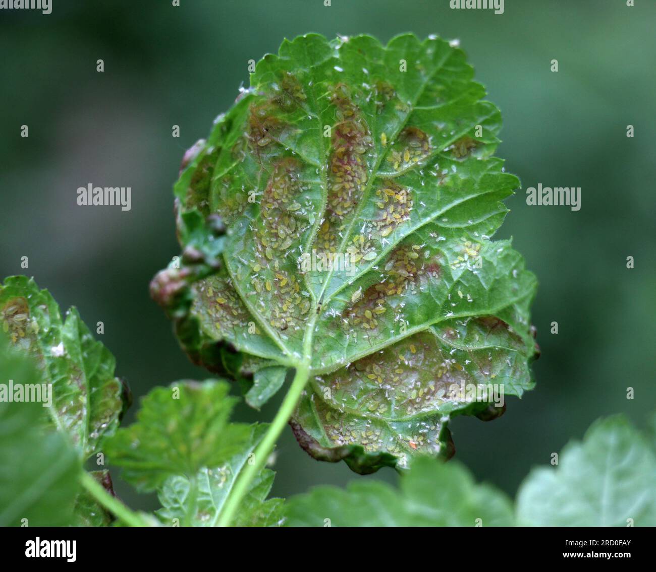 Ribes rosso, le cui foglie sono danneggiate dagli afidi (Cryptomyzus ribis) Foto Stock