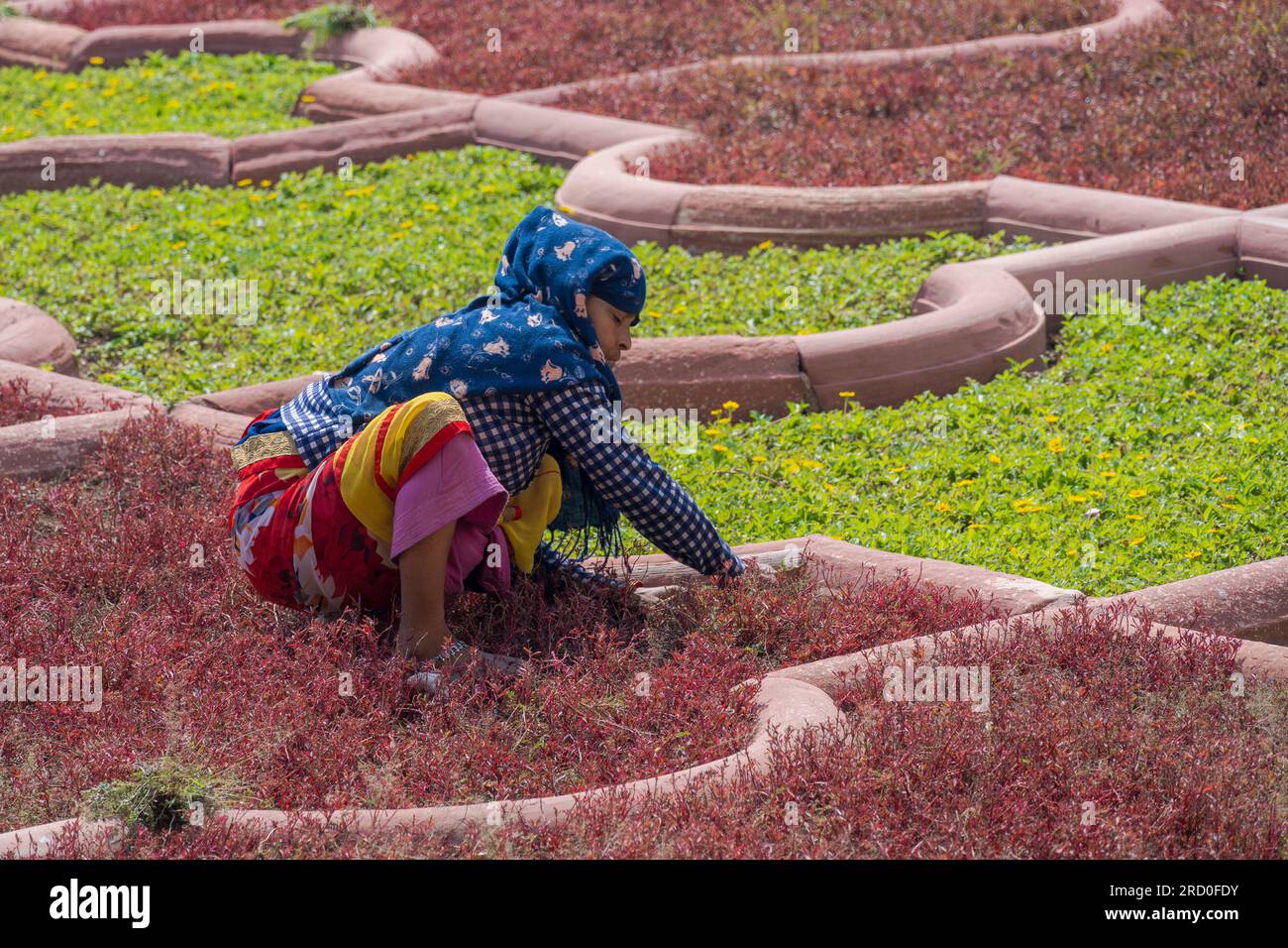Agra, India — 12 aprile 2023. Una foto a lunga distanza di una donna che diserba un giardino a Fort Agra, in India. Foto Stock
