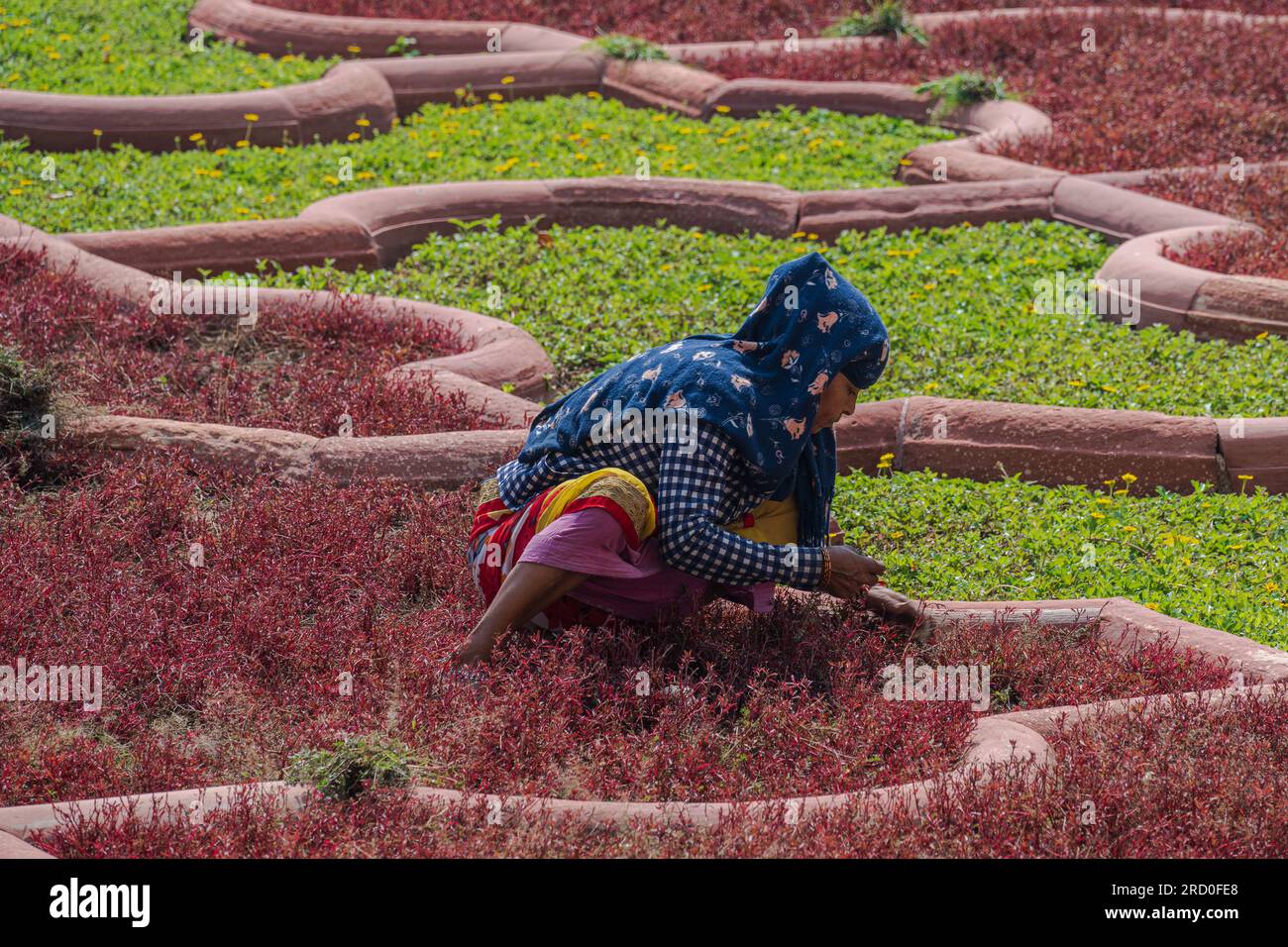 Agra, India — 12 aprile 2023. Una foto a lunga distanza di una donna che diserba un giardino a Fort Agra, in India. Foto Stock