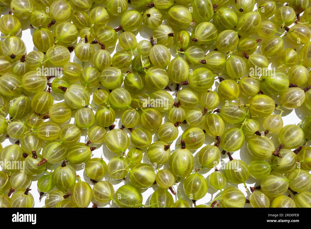 Uva spina verde grossa cruda su sfondo bianco. Foto Stock