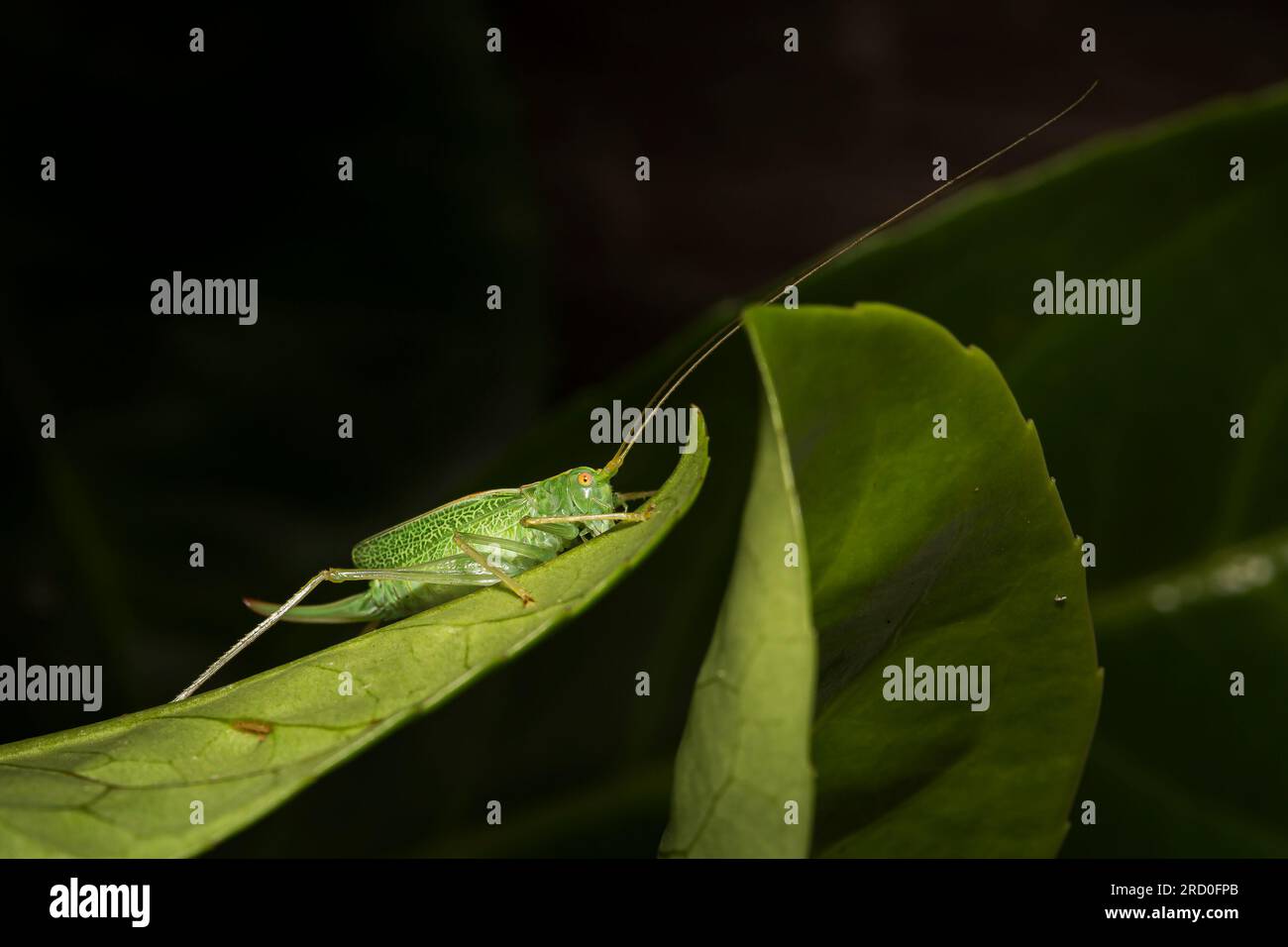 Macro primo piano di un cespuglio-cricket (leptofies punctatissima) isolato all'aperto seduto su una foglia. Insetti del Regno Unito in natura. Foto Stock