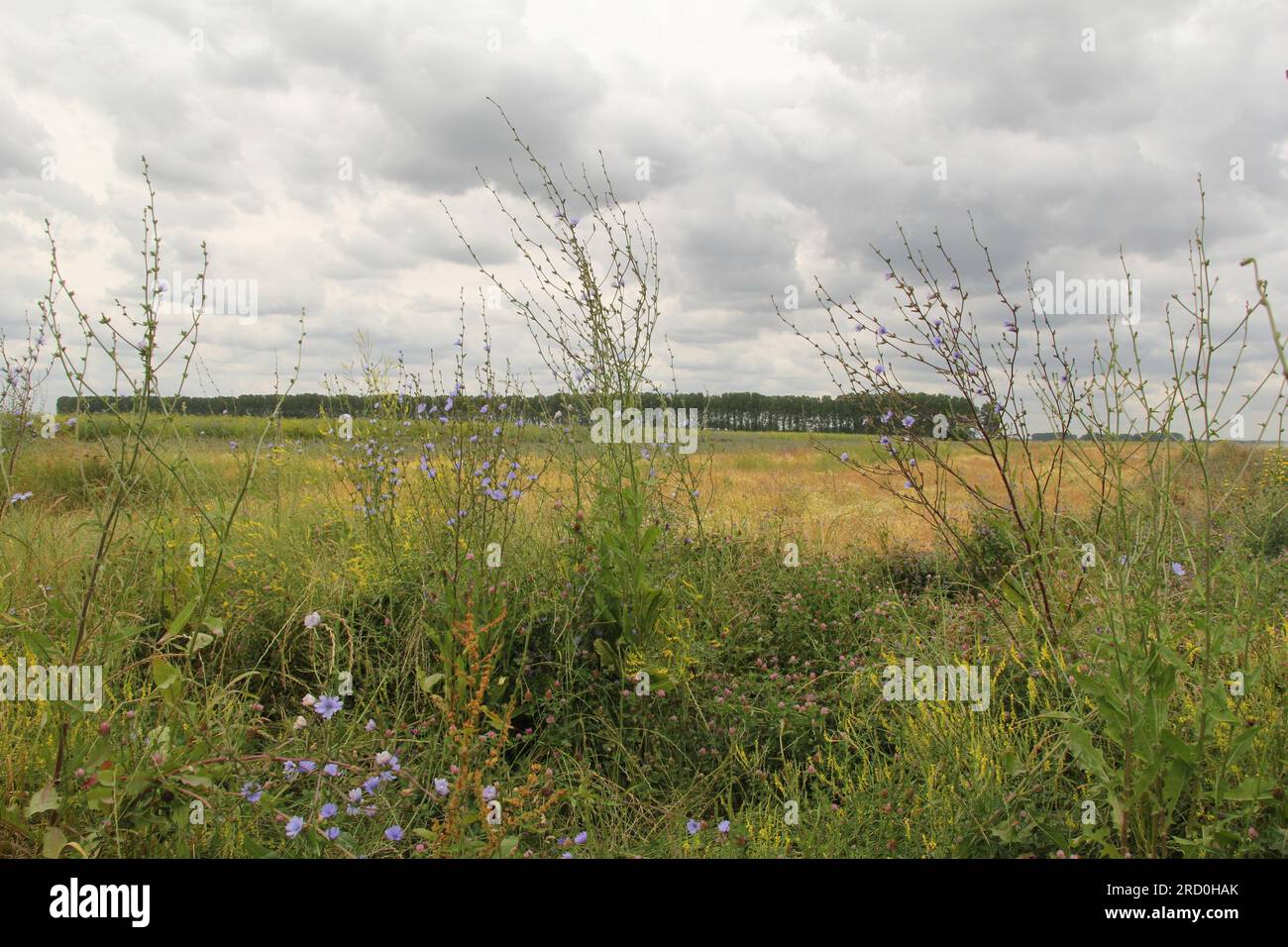 un grande campo con molti fiori ed erbe selvatiche diversi e cicoria selvatica nella campagna olandese in estate Foto Stock