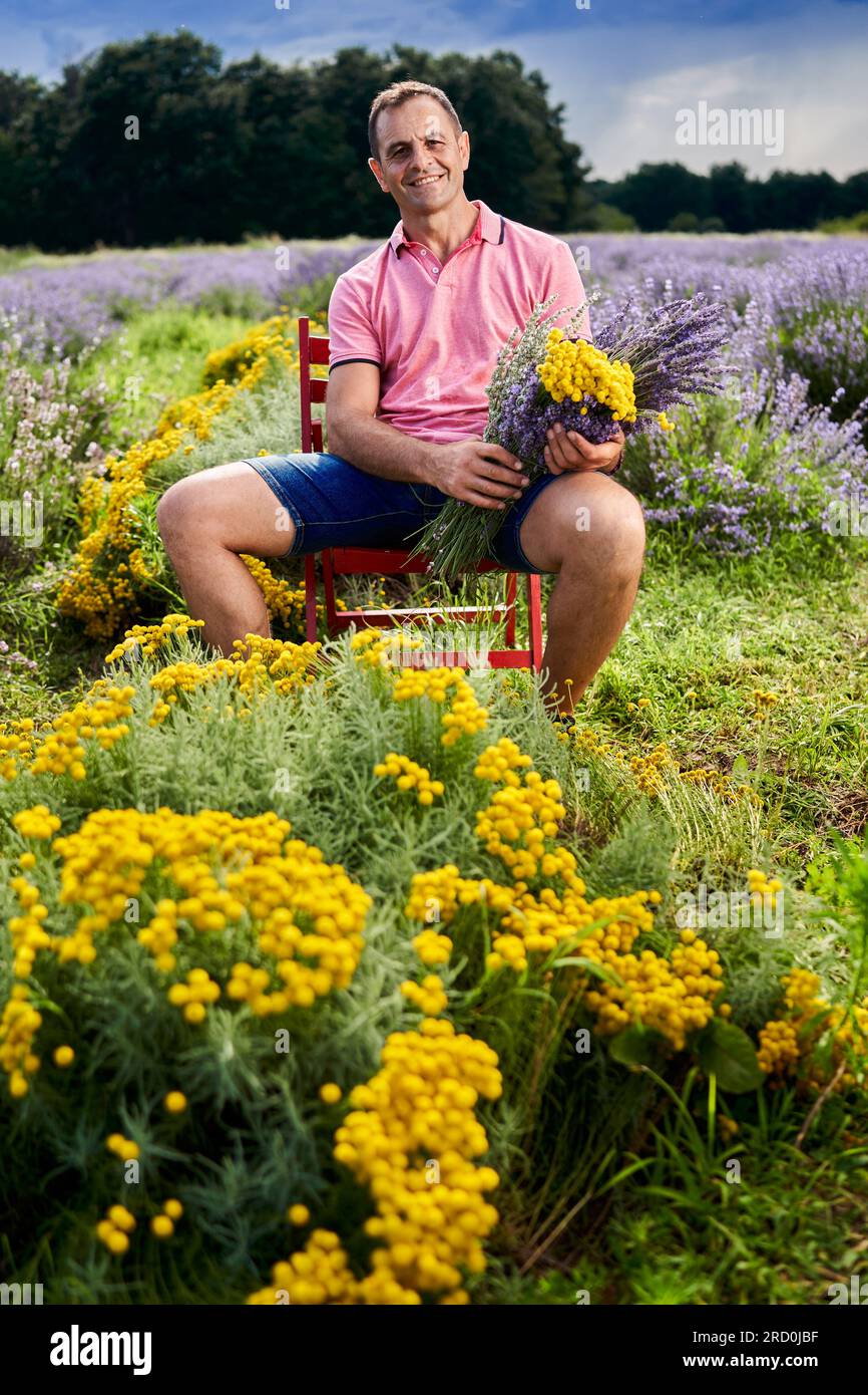 Coltivatore di lavanda che raccoglie i fiori profumati a metà estate Foto Stock