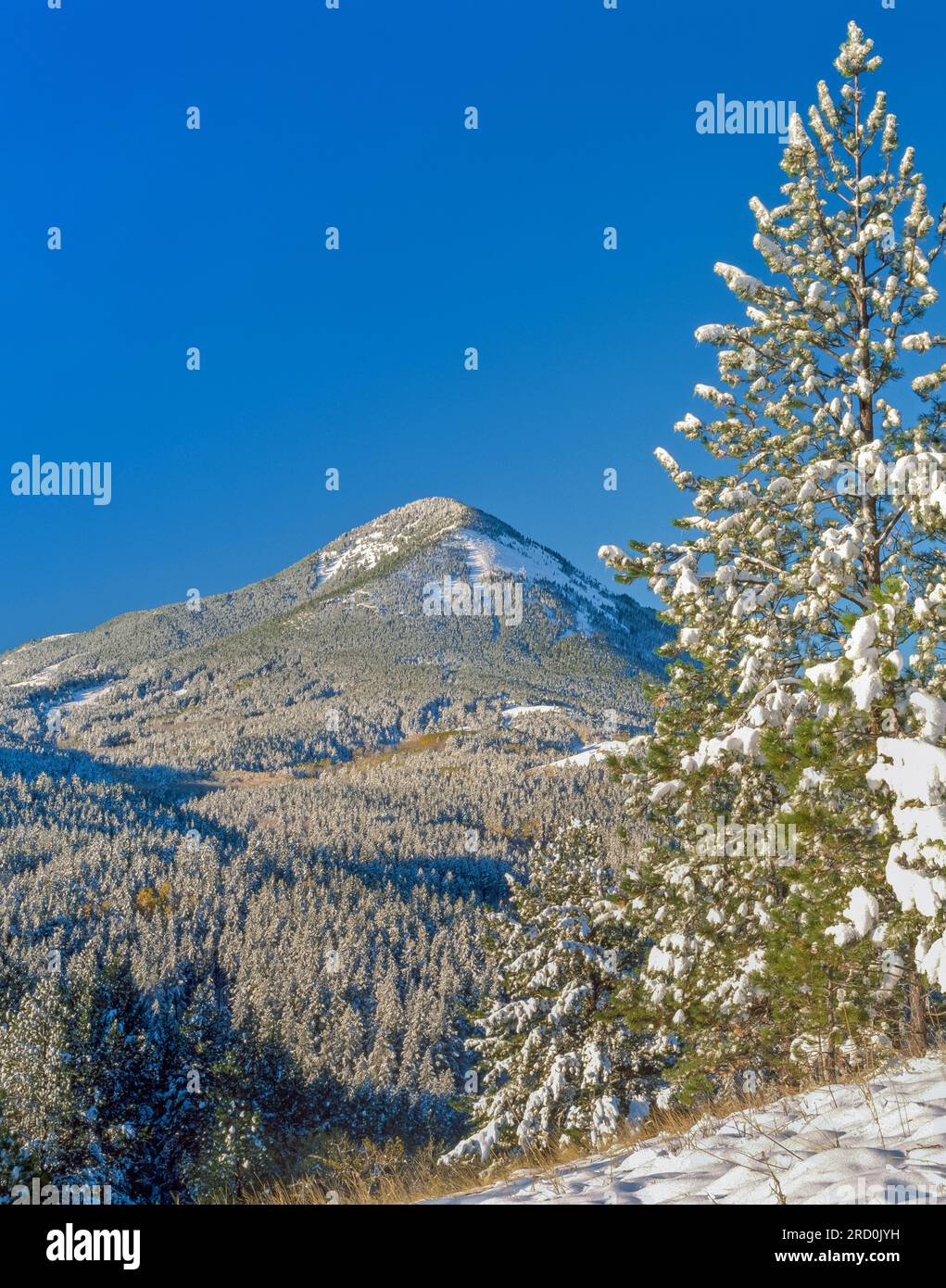 neve sul monte baldy nelle montagne bearpaw della contea di hill, montana Foto Stock