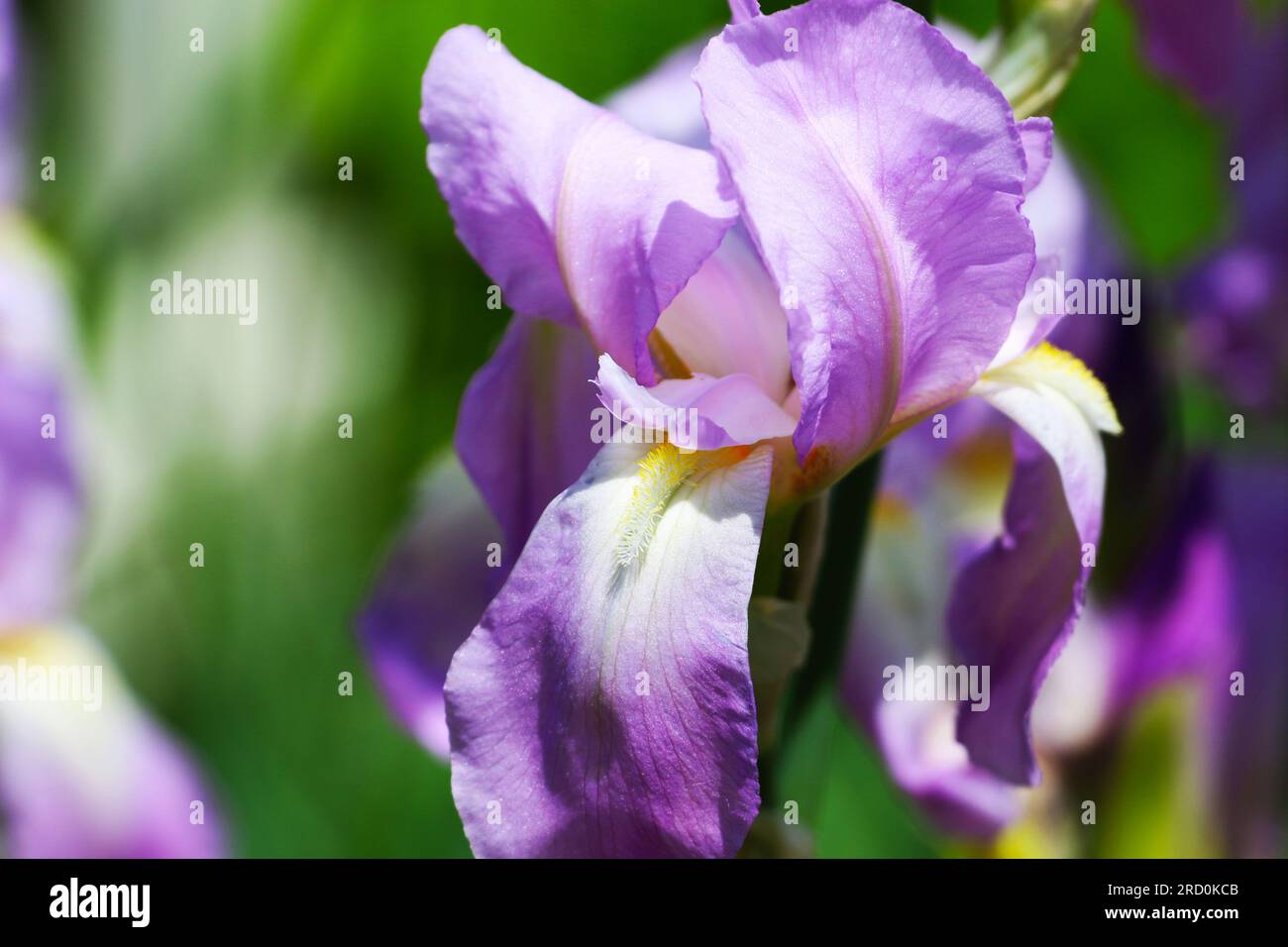 Primo piano della pianta dell'iride in fiore viola e bianco in un giardino. Profondità di campo ridotta Foto Stock