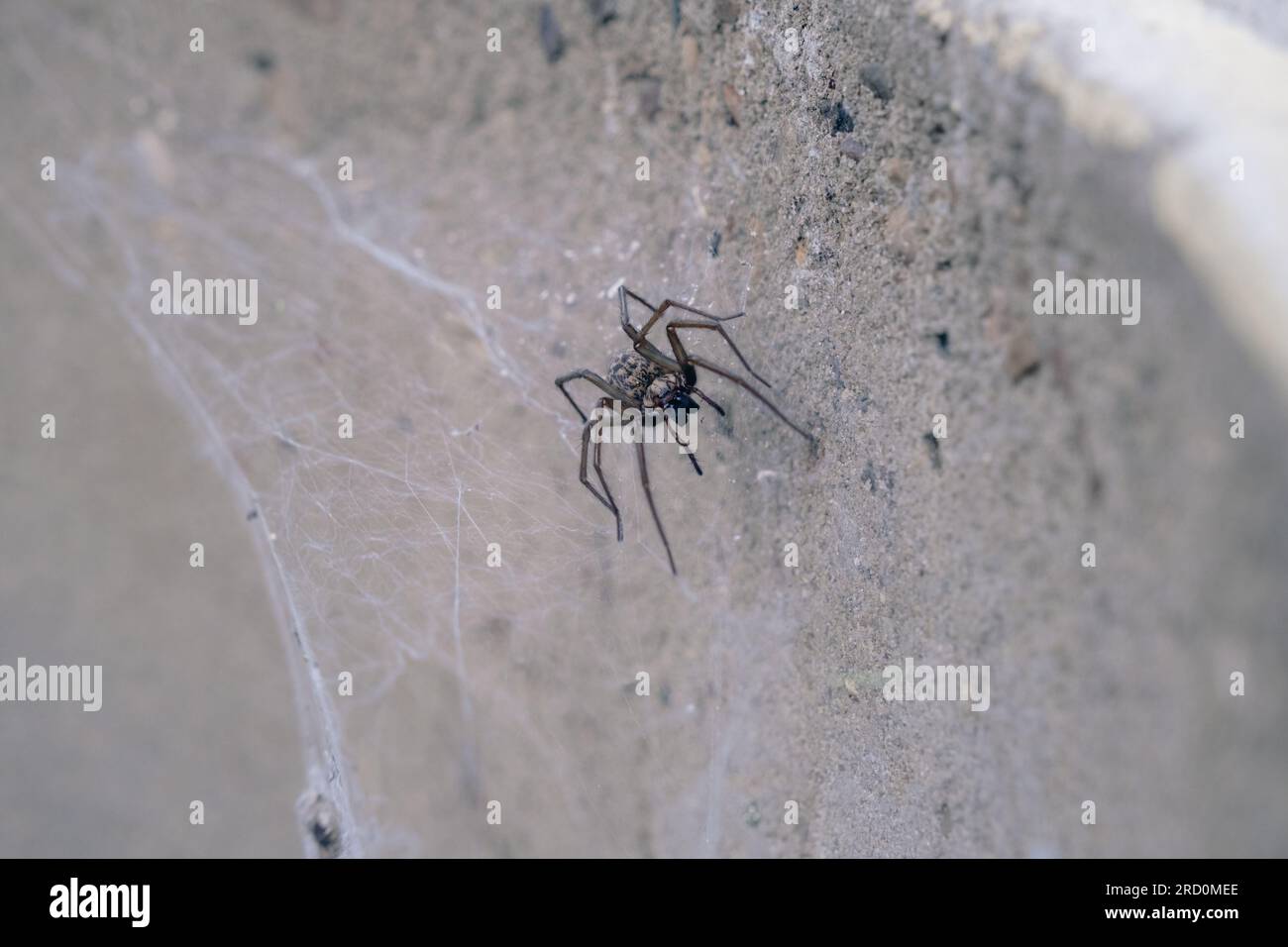 Grande ragno domestico su una tela - Tegenaria domestica, sullo sfondo una pietra Foto Stock