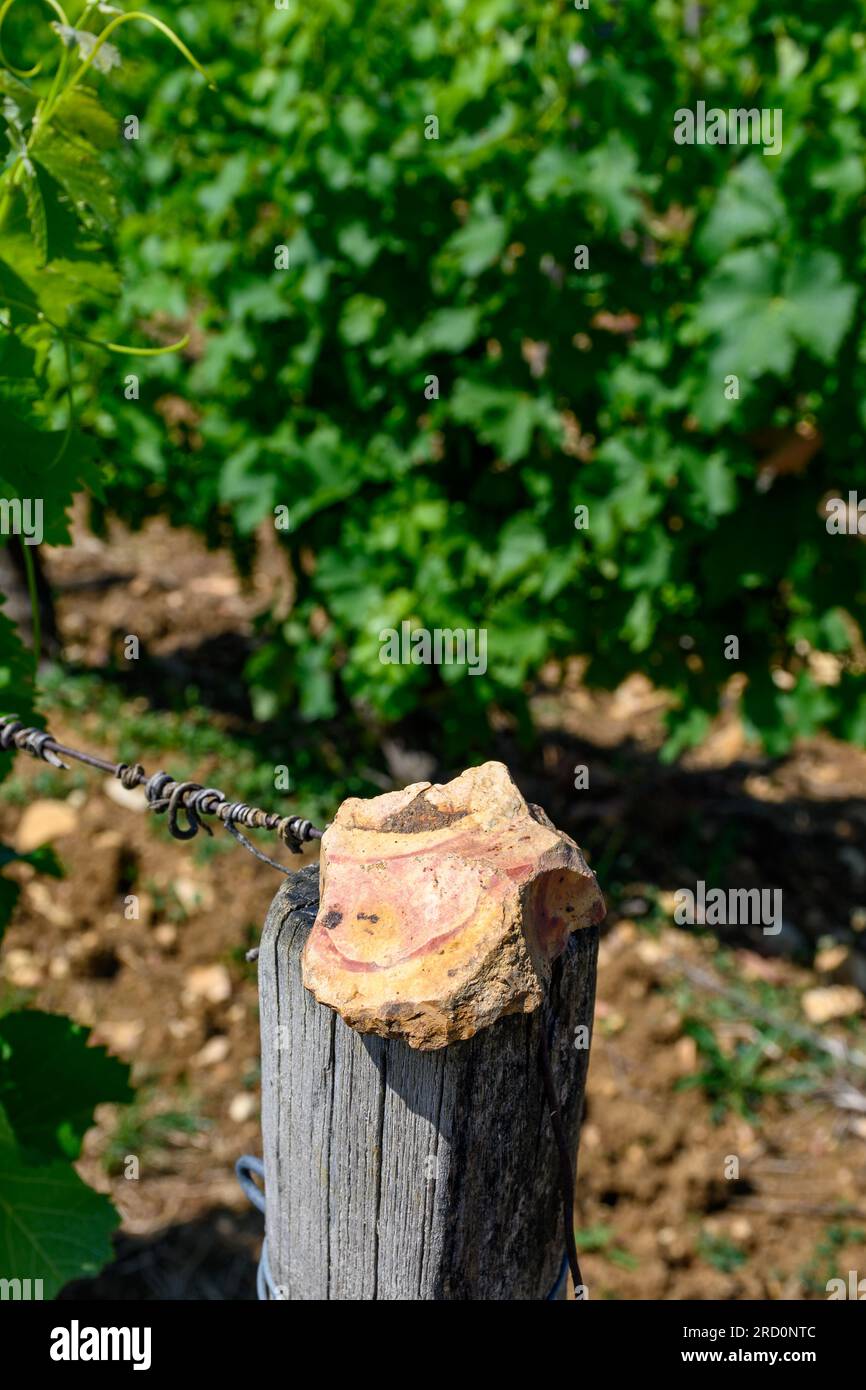 Campione di terreno, pietra focaia, vigneti di denominazione Pouilly-fumi, vinificazione di vino bianco secco da uve sauvignon blanc che crescono su diversi tipi di Foto Stock