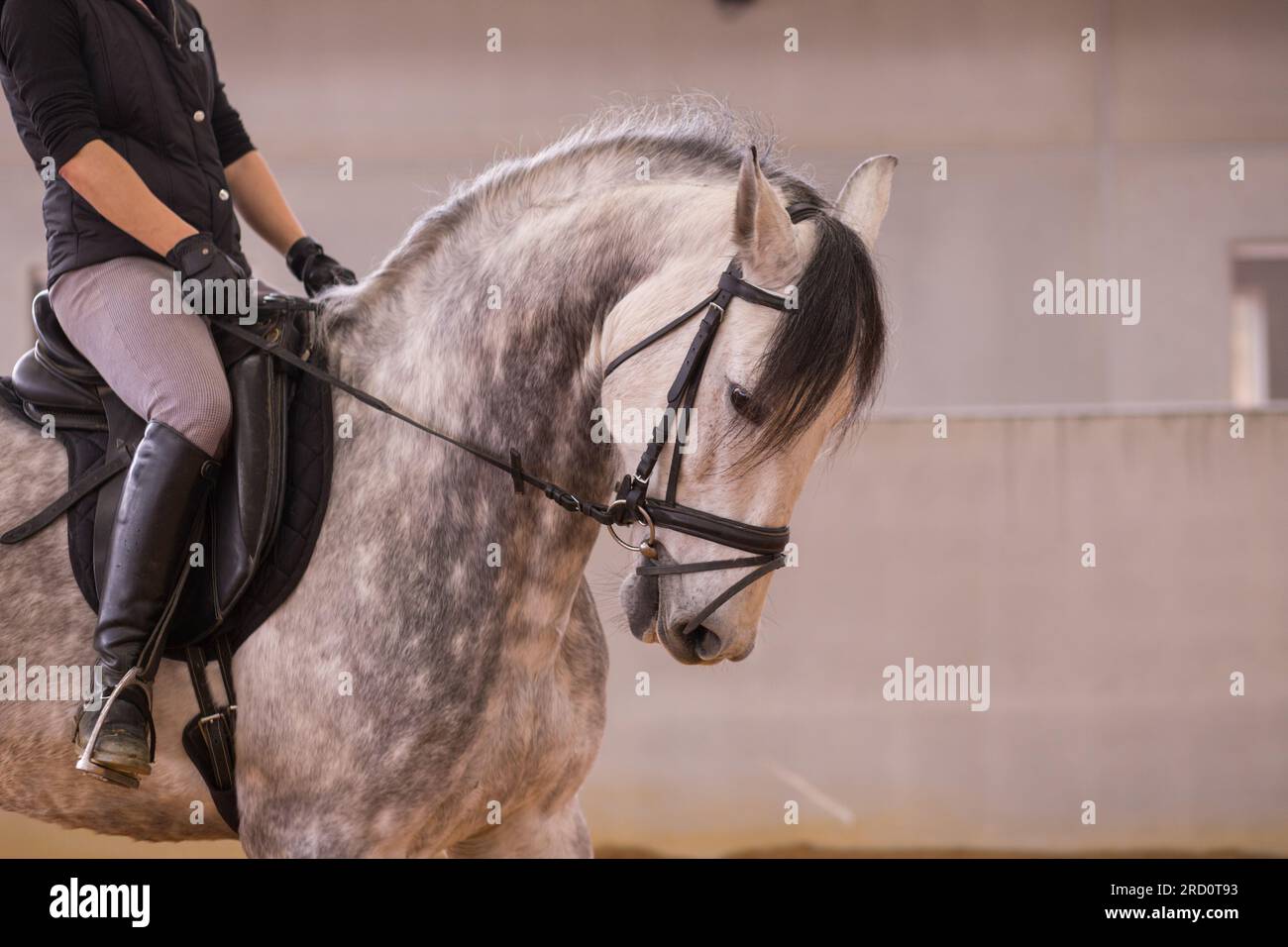 Classico sport equestre dressage, paddock riding hall. Donna ispanica di mezza età. Scuola di equitazione Foto Stock