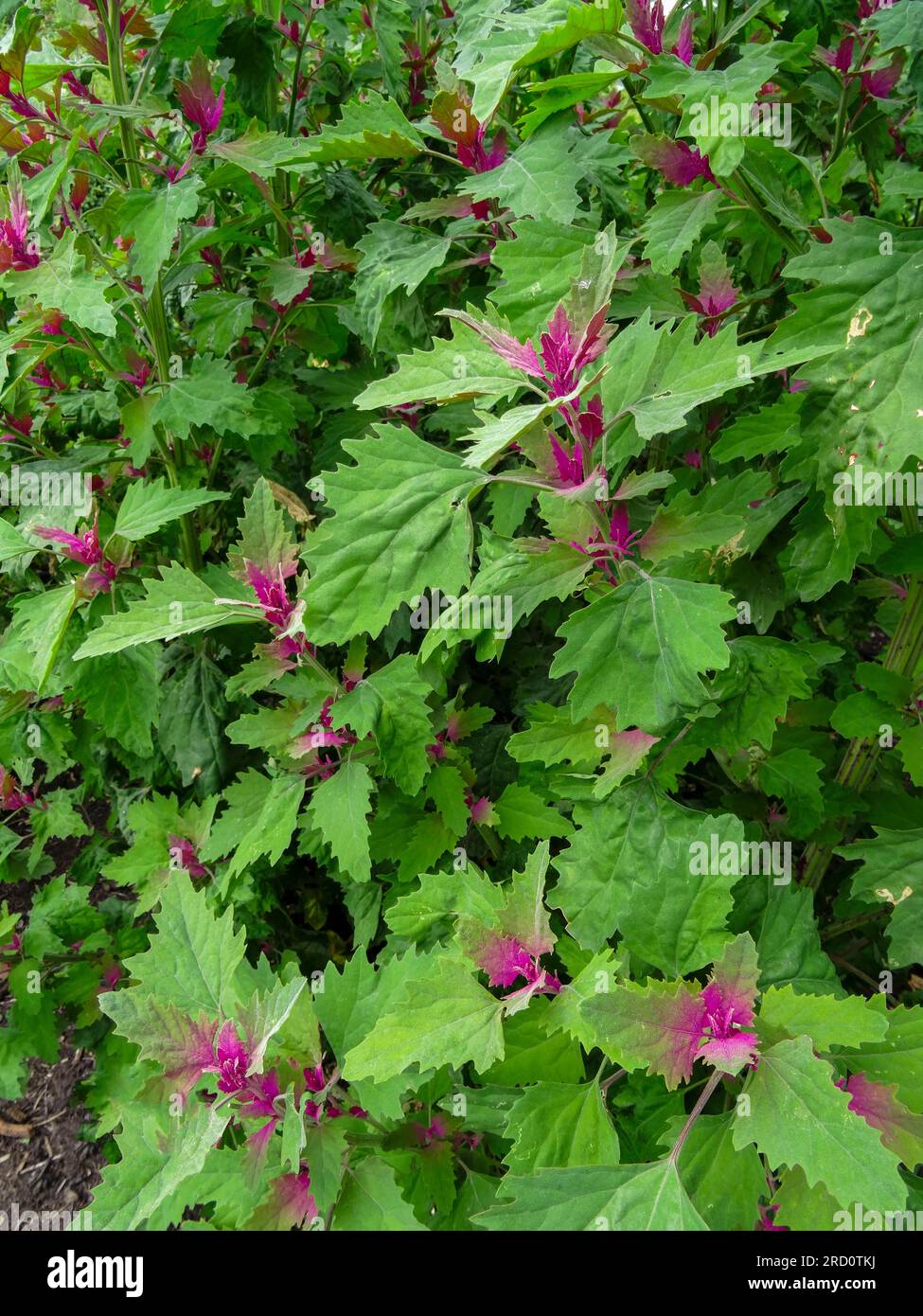 Ritratto naturale ravvicinato delle piante alimentari del Chenopodium Giganteum "spinaci d'albero", con una leggera luce estiva. Foto Stock