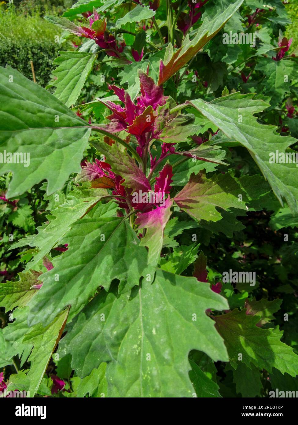 Ritratto naturale ravvicinato delle piante alimentari del Chenopodium Giganteum "spinaci d'albero", con una leggera luce estiva. Foto Stock