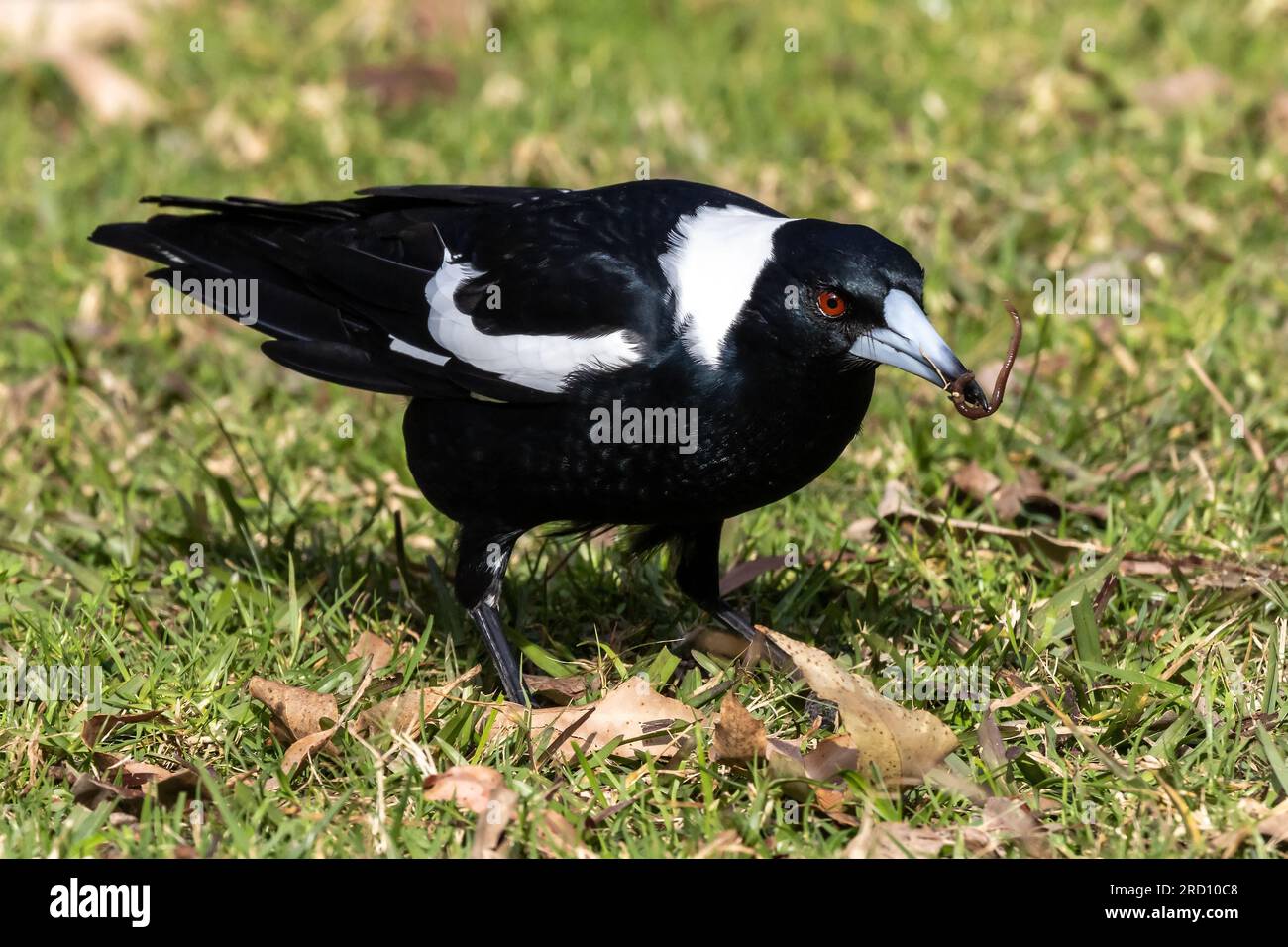 Australian Magpie che cattura un verme Foto Stock