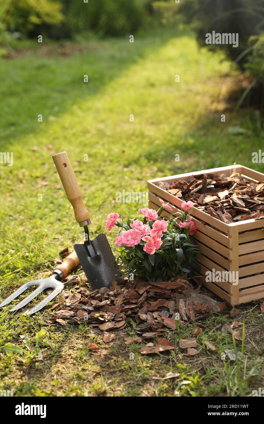Trucioli di corteccia in scatola di legno, forchetta e cazzuola vicino a  bellissimi fiori pacciamati in giardino, spazio per testo Foto stock - Alamy