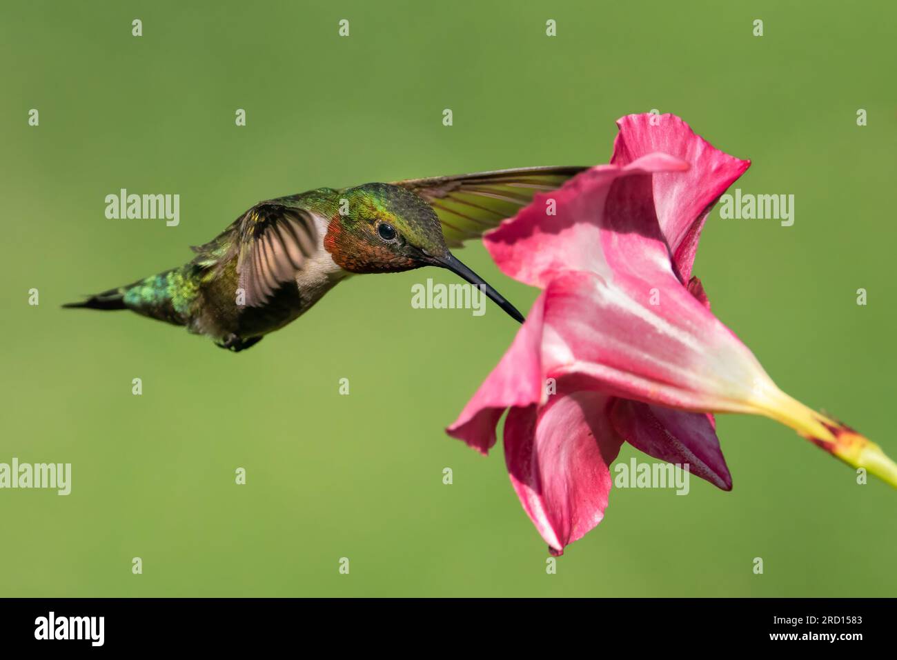 Un colibrì dalla gola di rubino che raccoglie il nettare da un fiore di mandevilla. Foto Stock