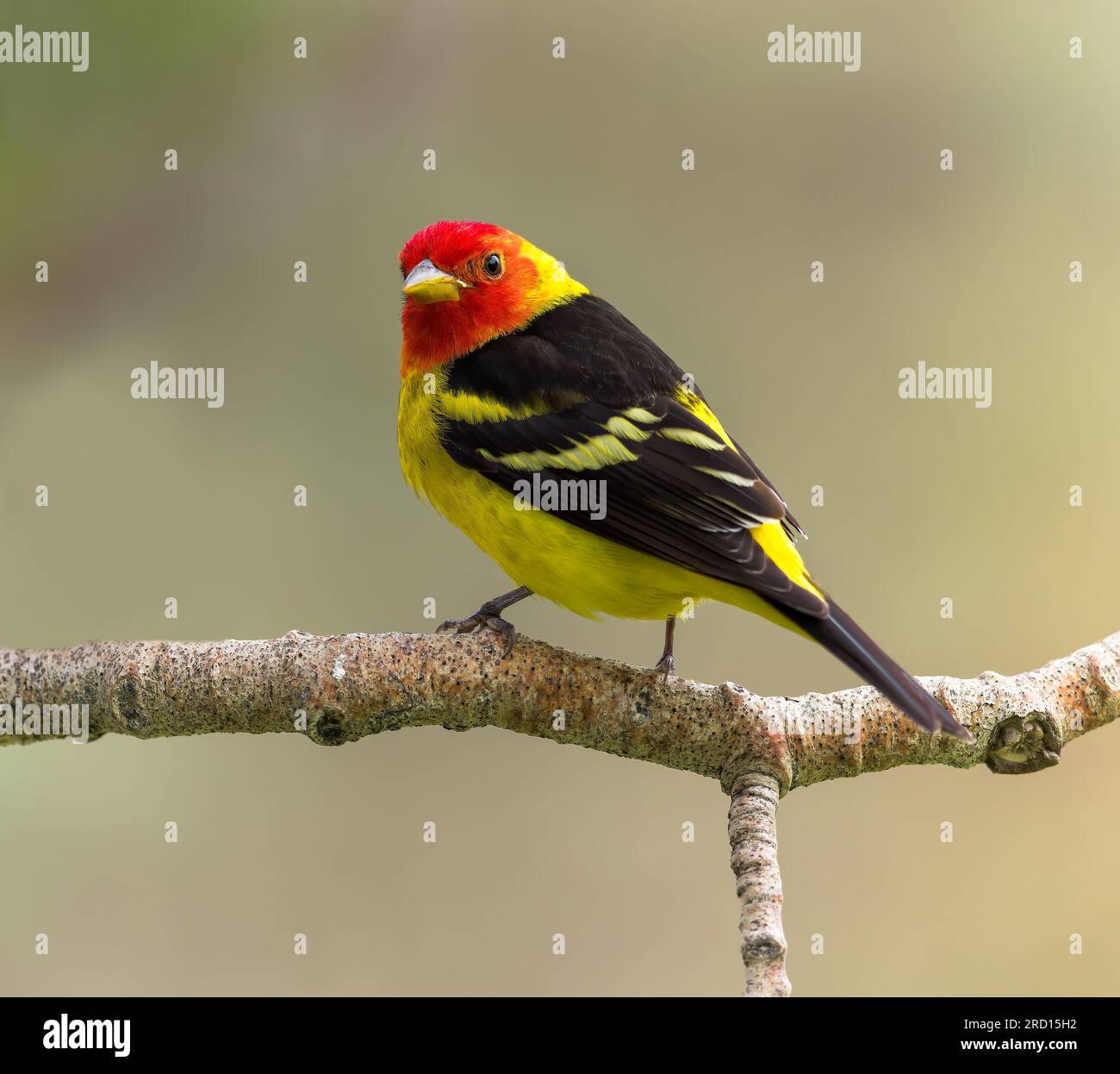 Un Tanager occidentale maschile mostra i suoi colori sorprendenti. Foto Stock